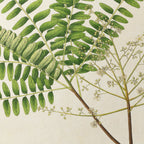 Plant Studies: Plate No. 22