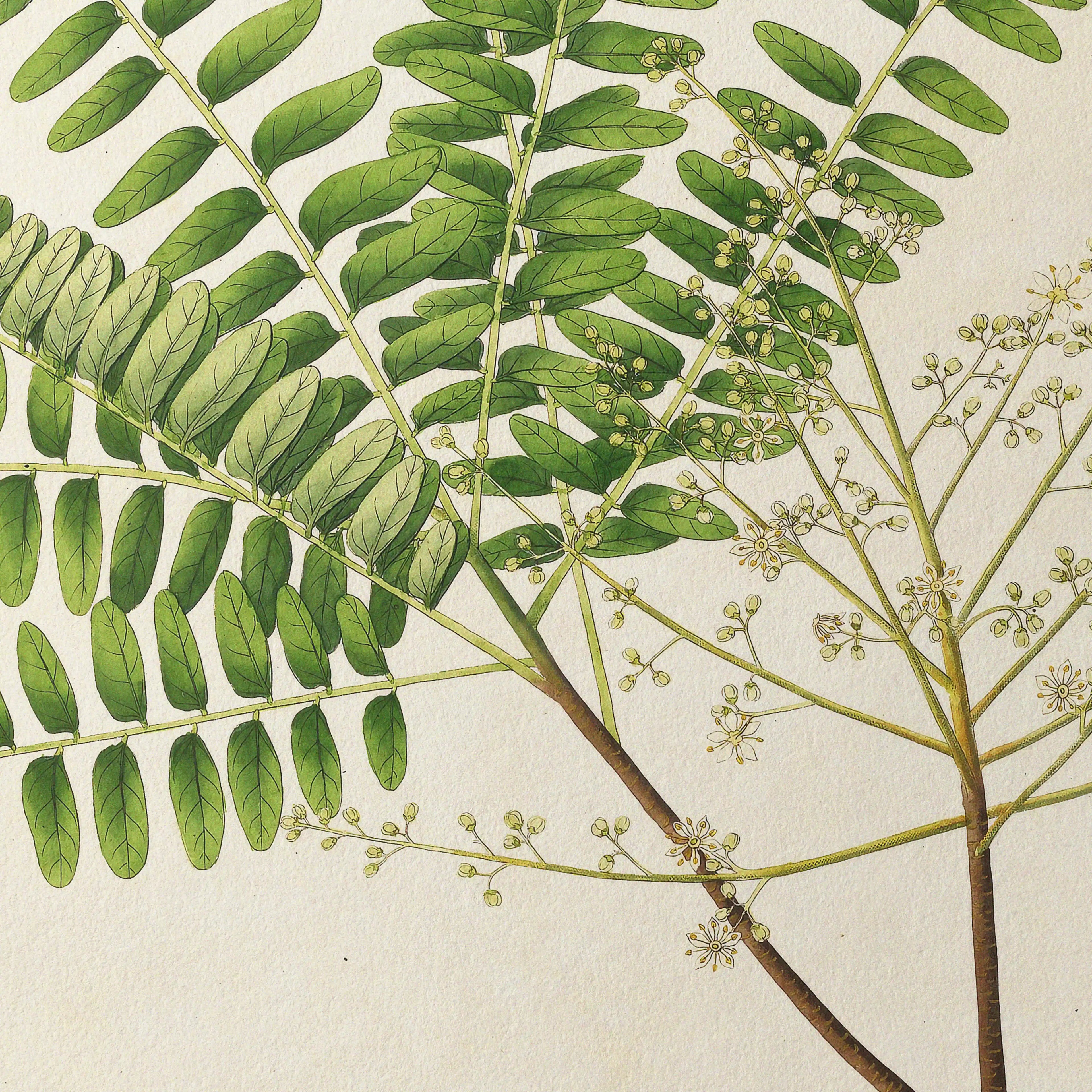 Plant Studies: Plate No. 22
