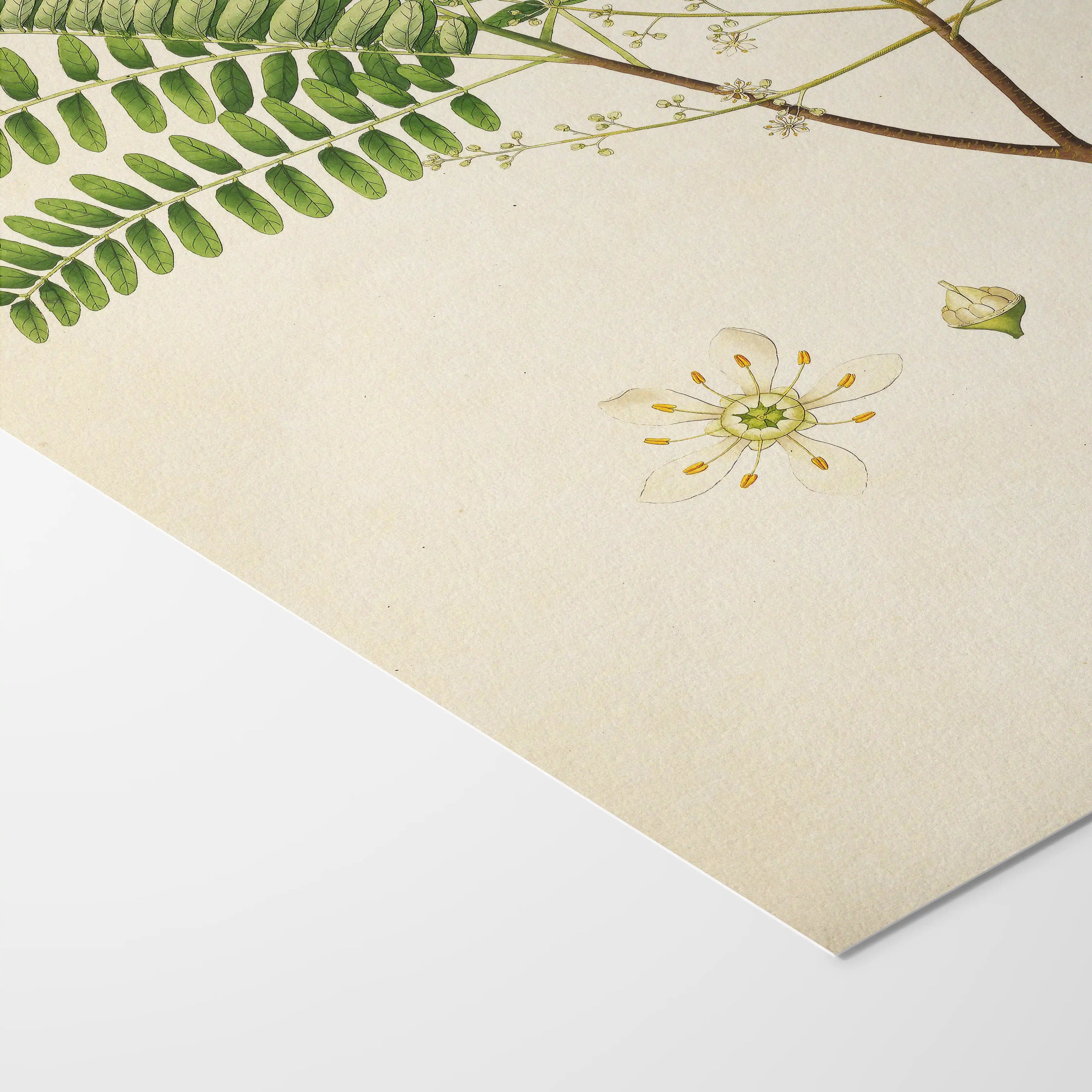 Plant Studies: Plate No. 22