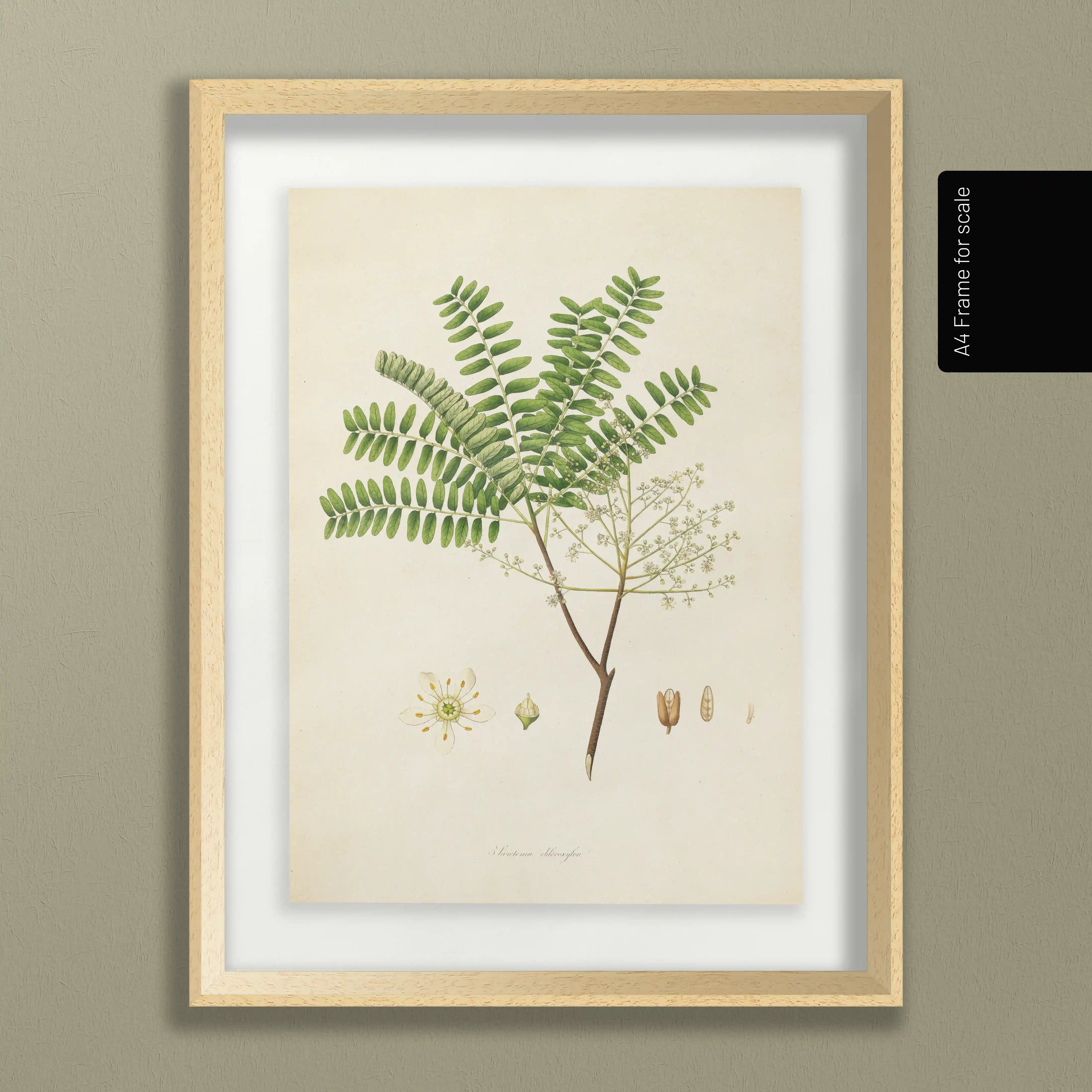 Plant Studies: Plate No. 22
