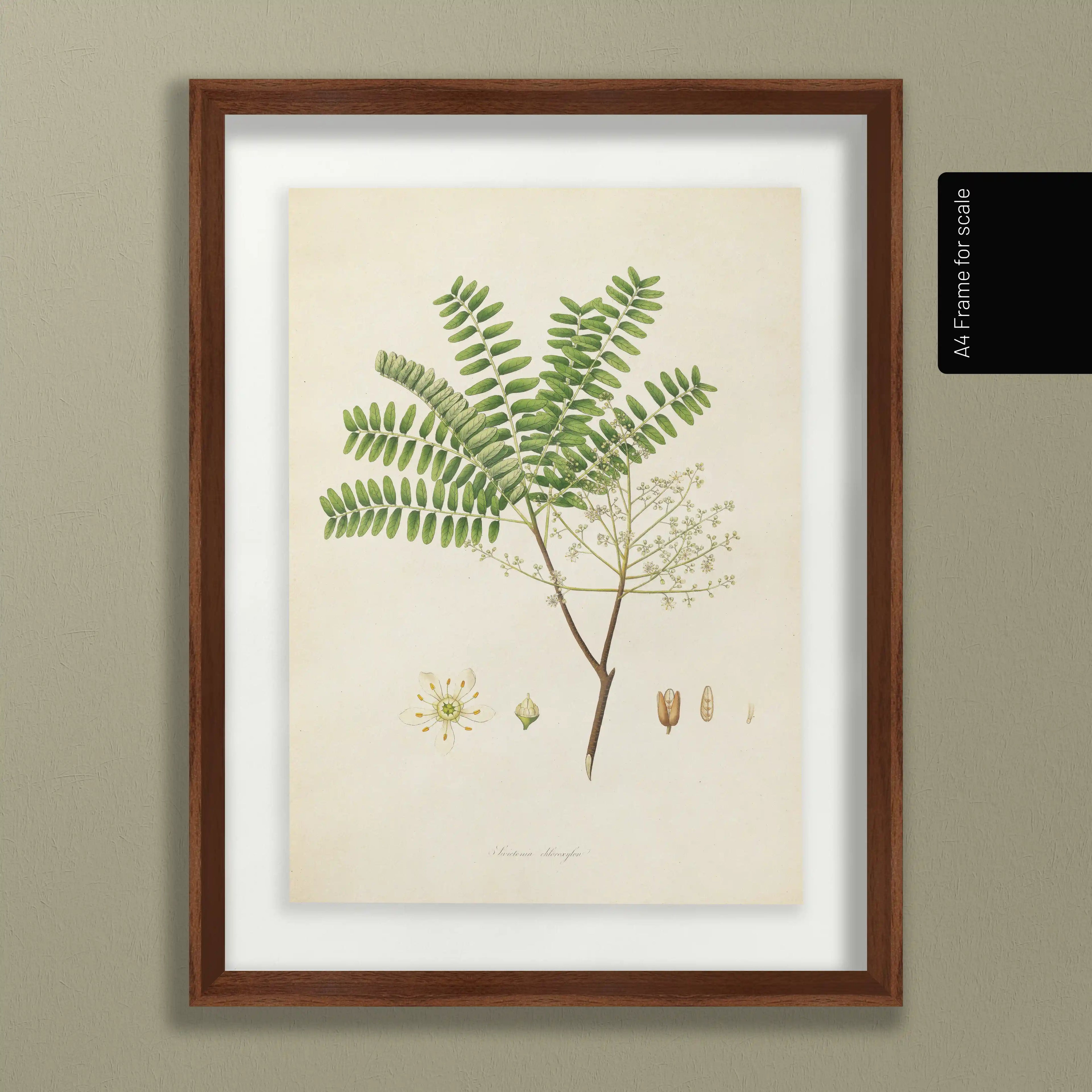 Plant Studies: Plate No. 22