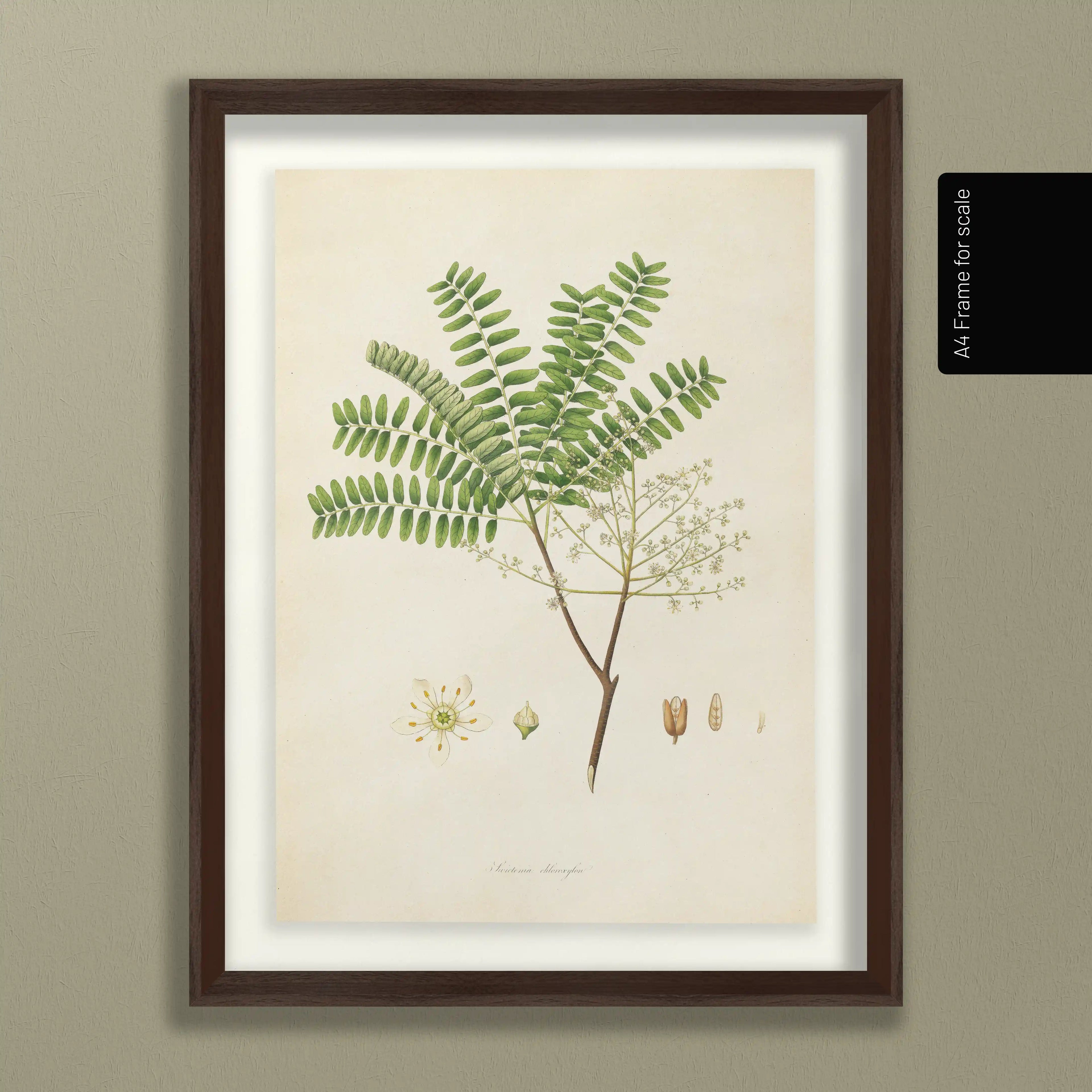 Plant Studies: Plate No. 22