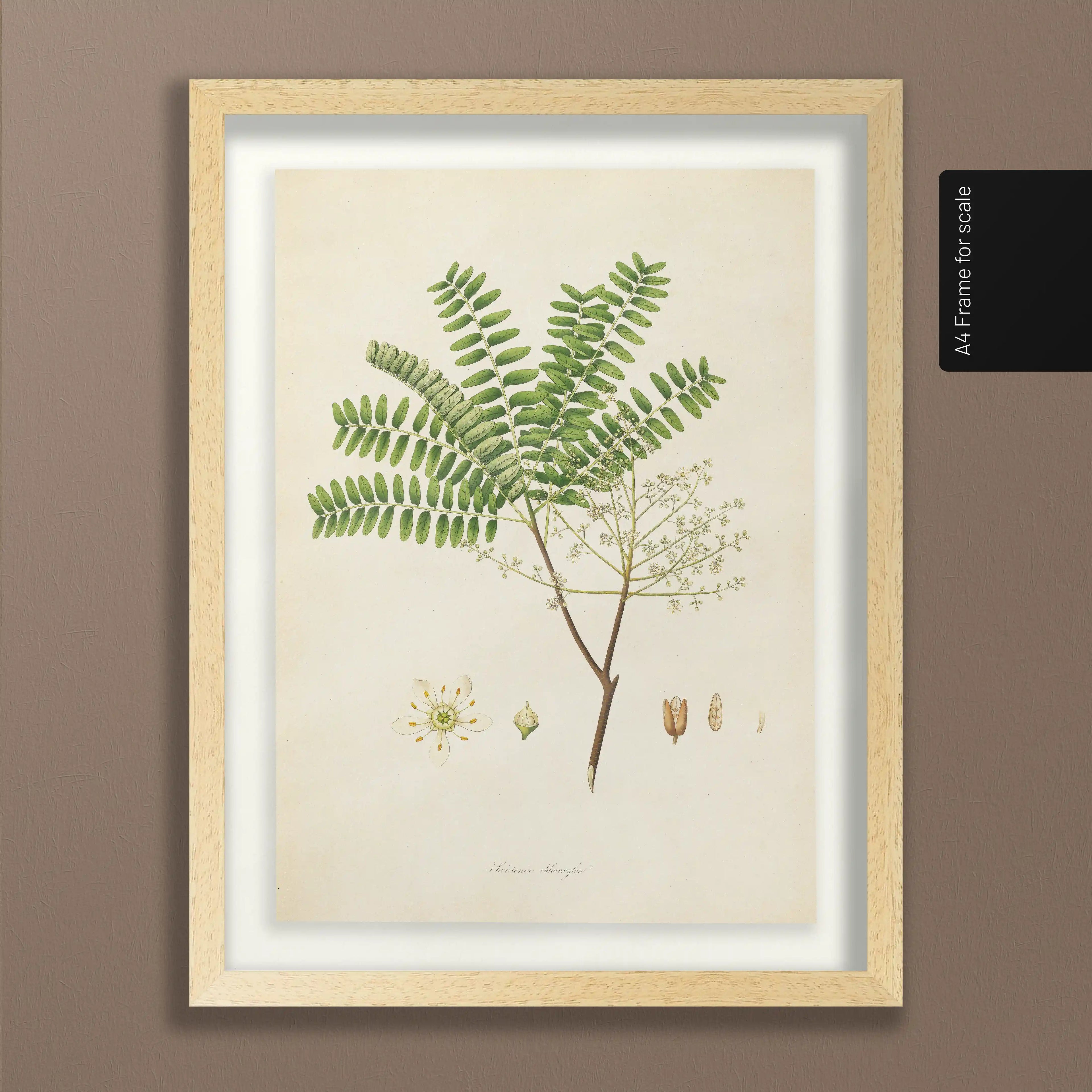 Plant Studies: Plate No. 22