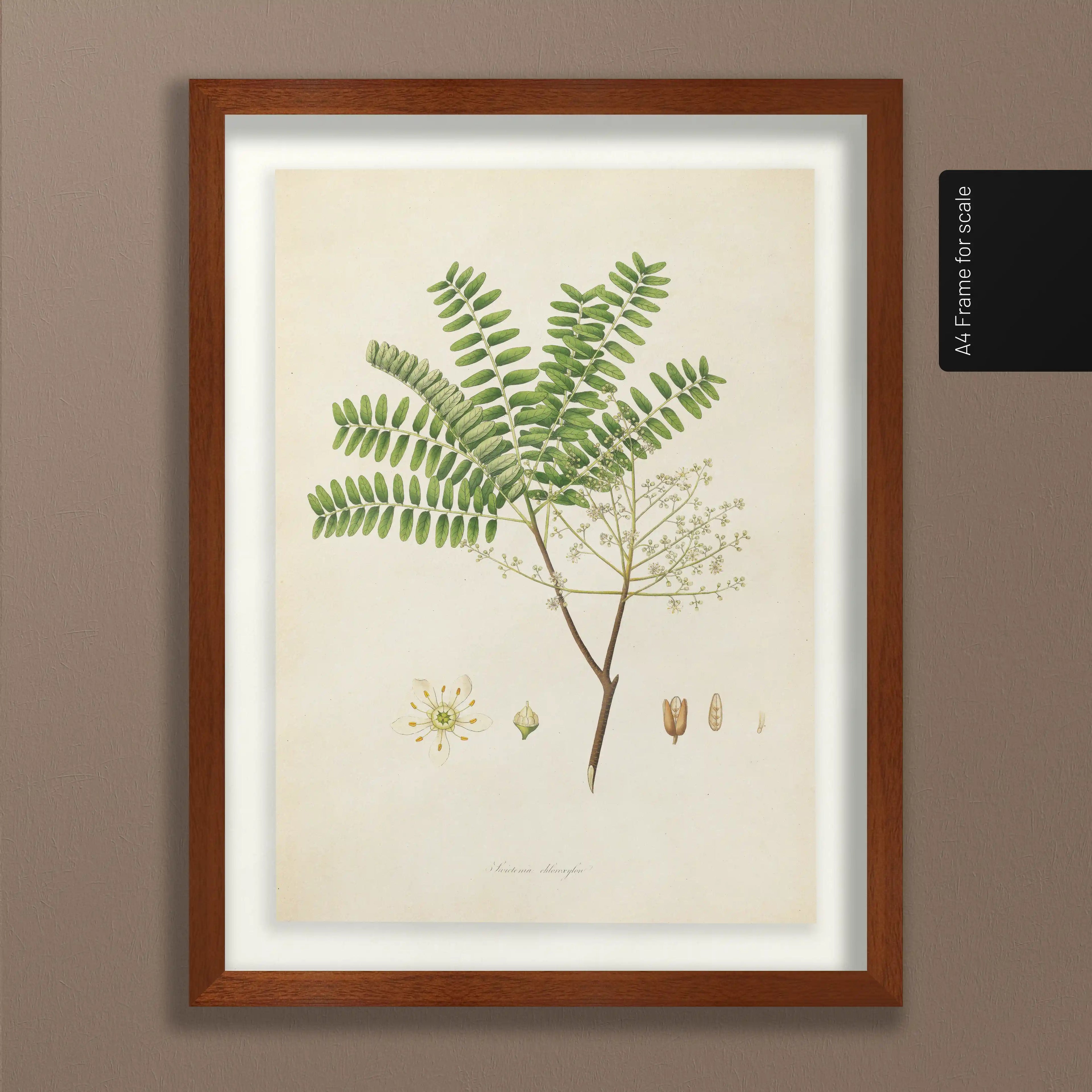 Plant Studies: Plate No. 22