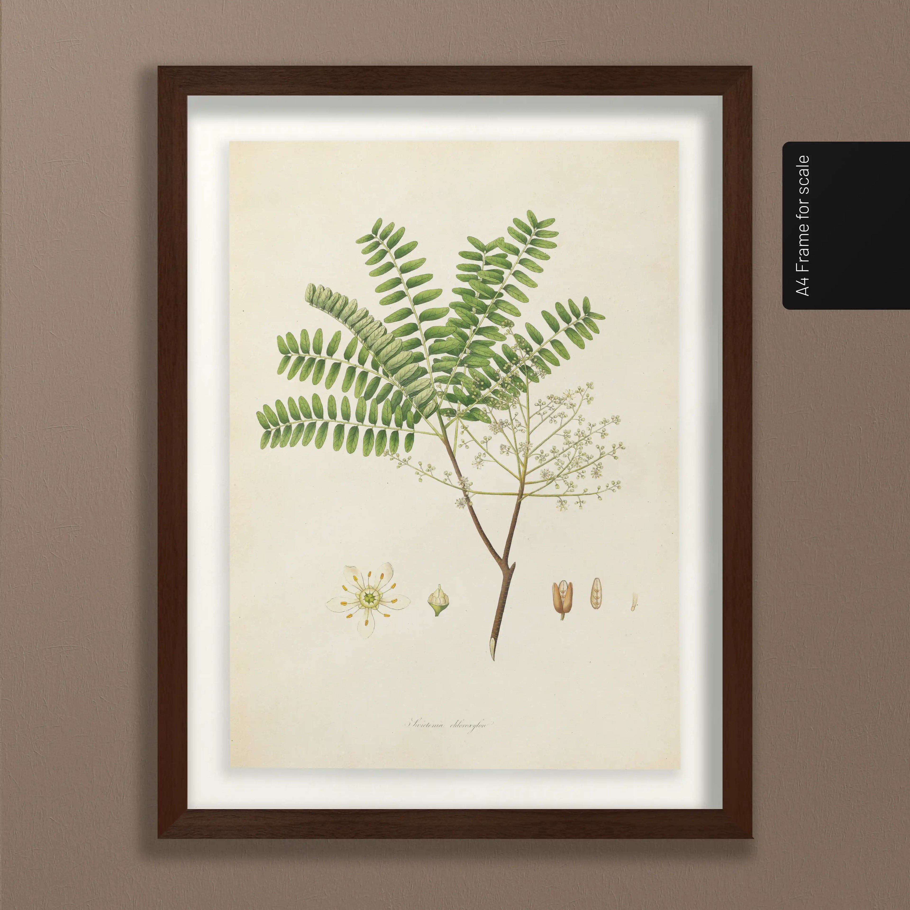 Plant Studies: Plate No. 22