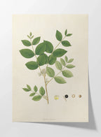 Plant Studies: Plate No. 23