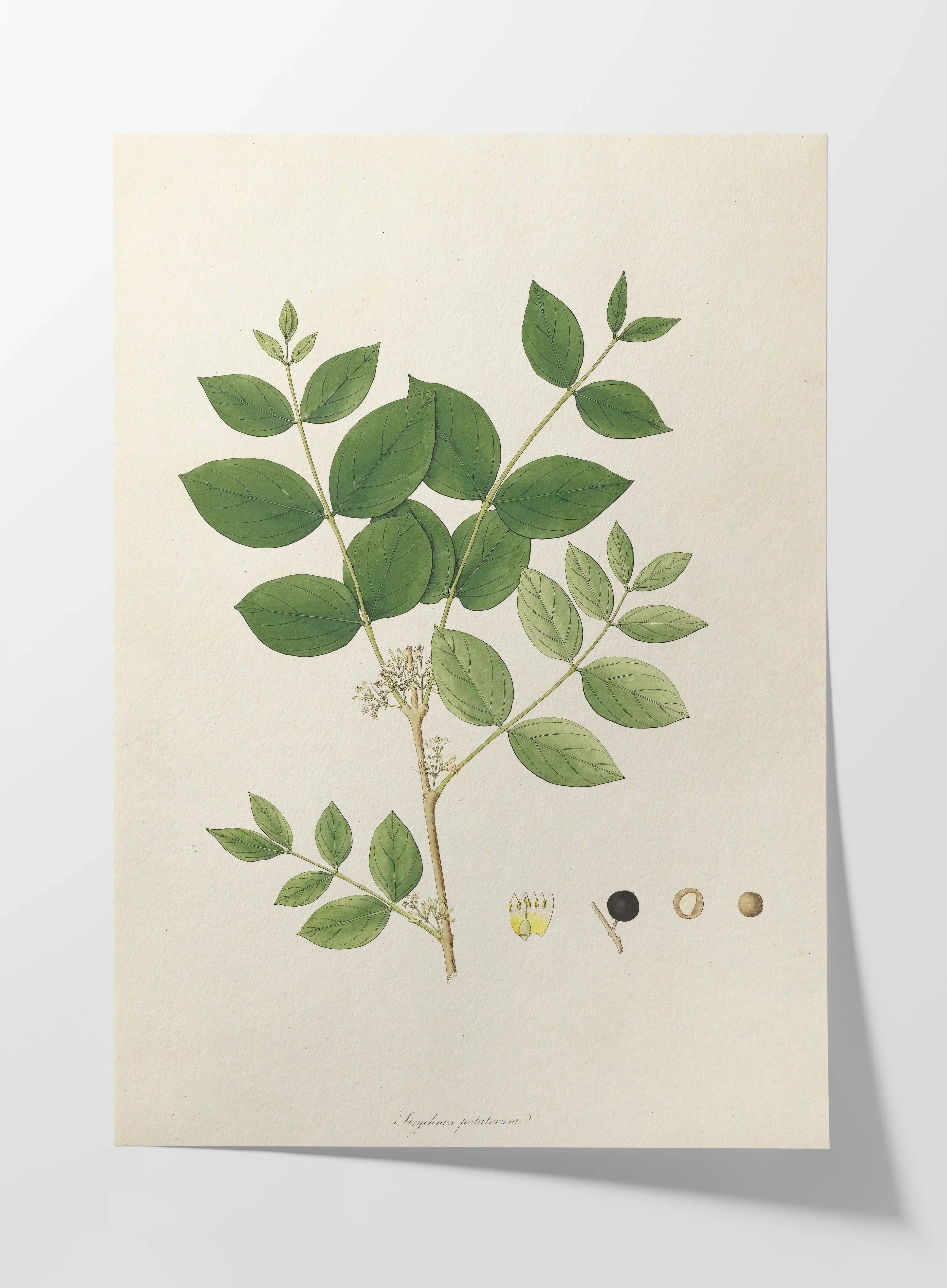 Plant Studies: Plate No. 23