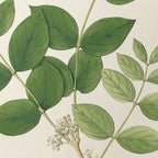 Plant Studies: Plate No. 23