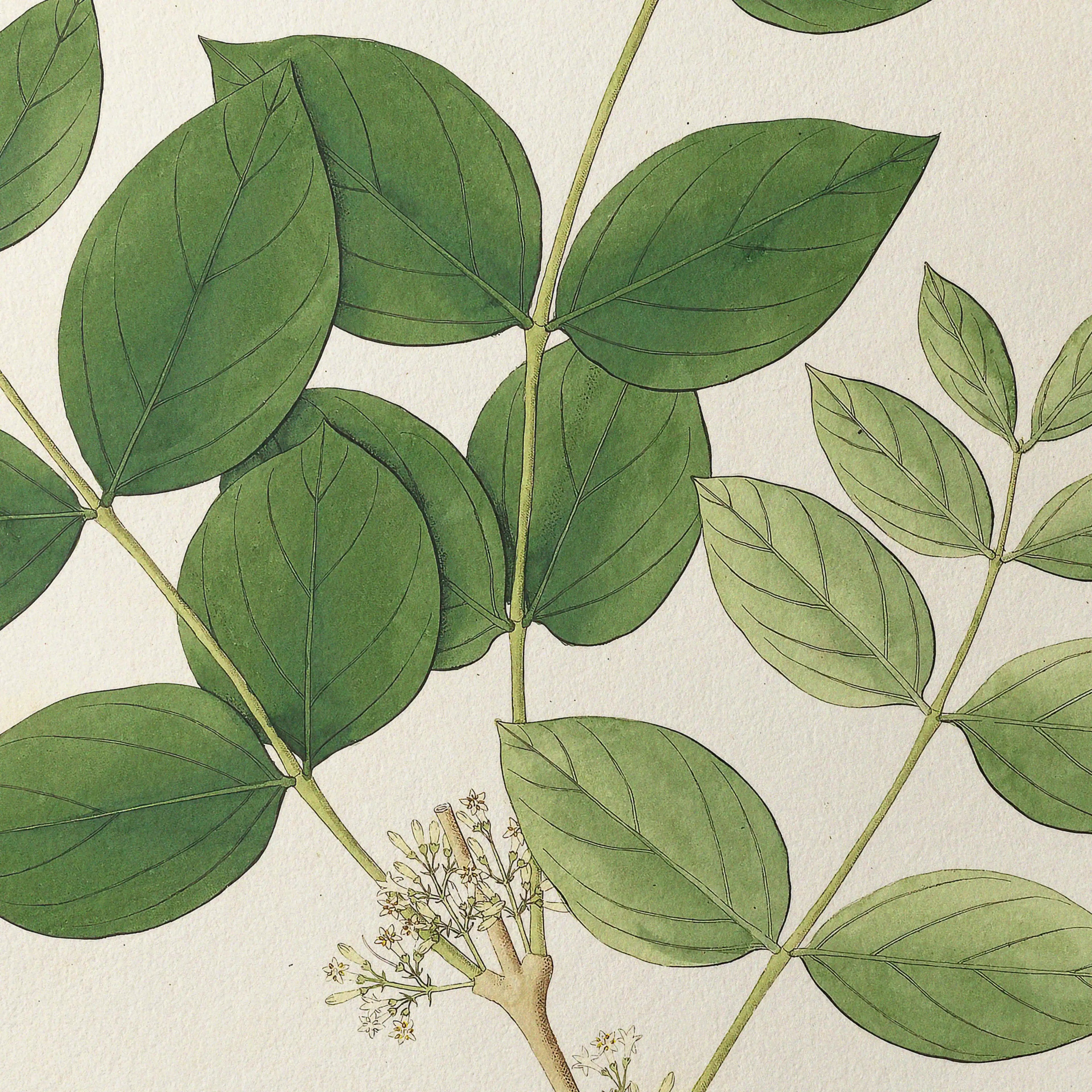 Plant Studies: Plate No. 23