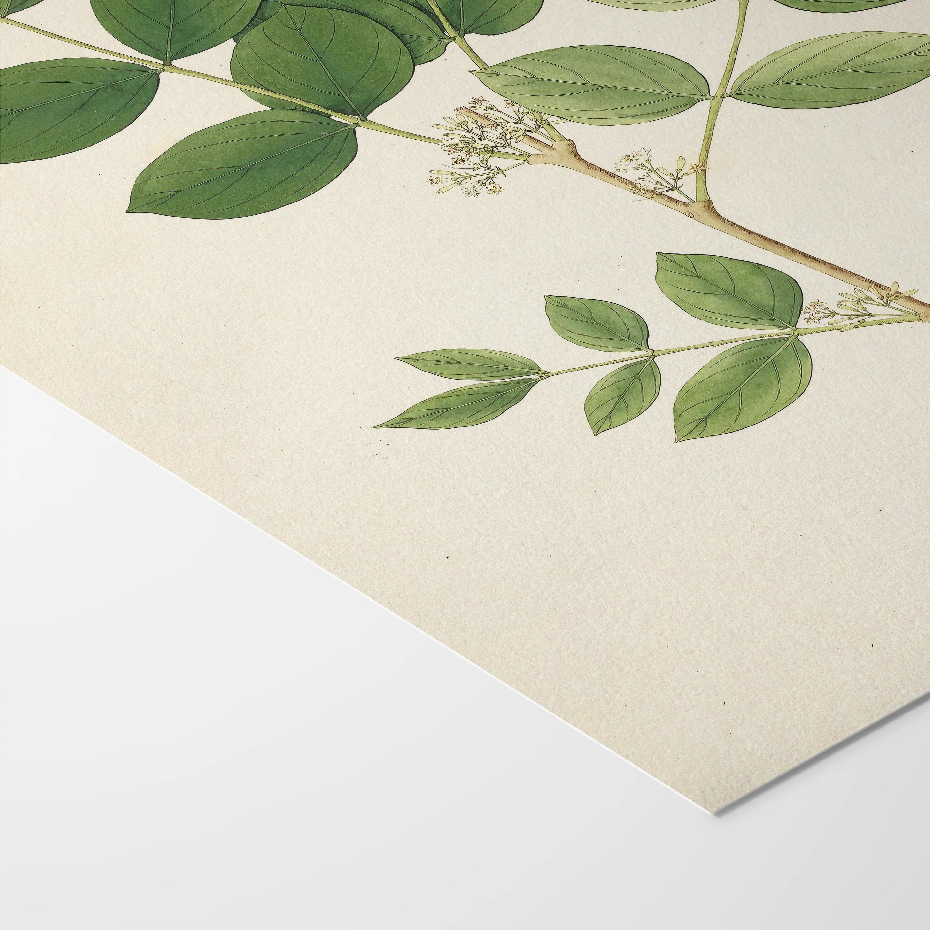 Plant Studies: Plate No. 23