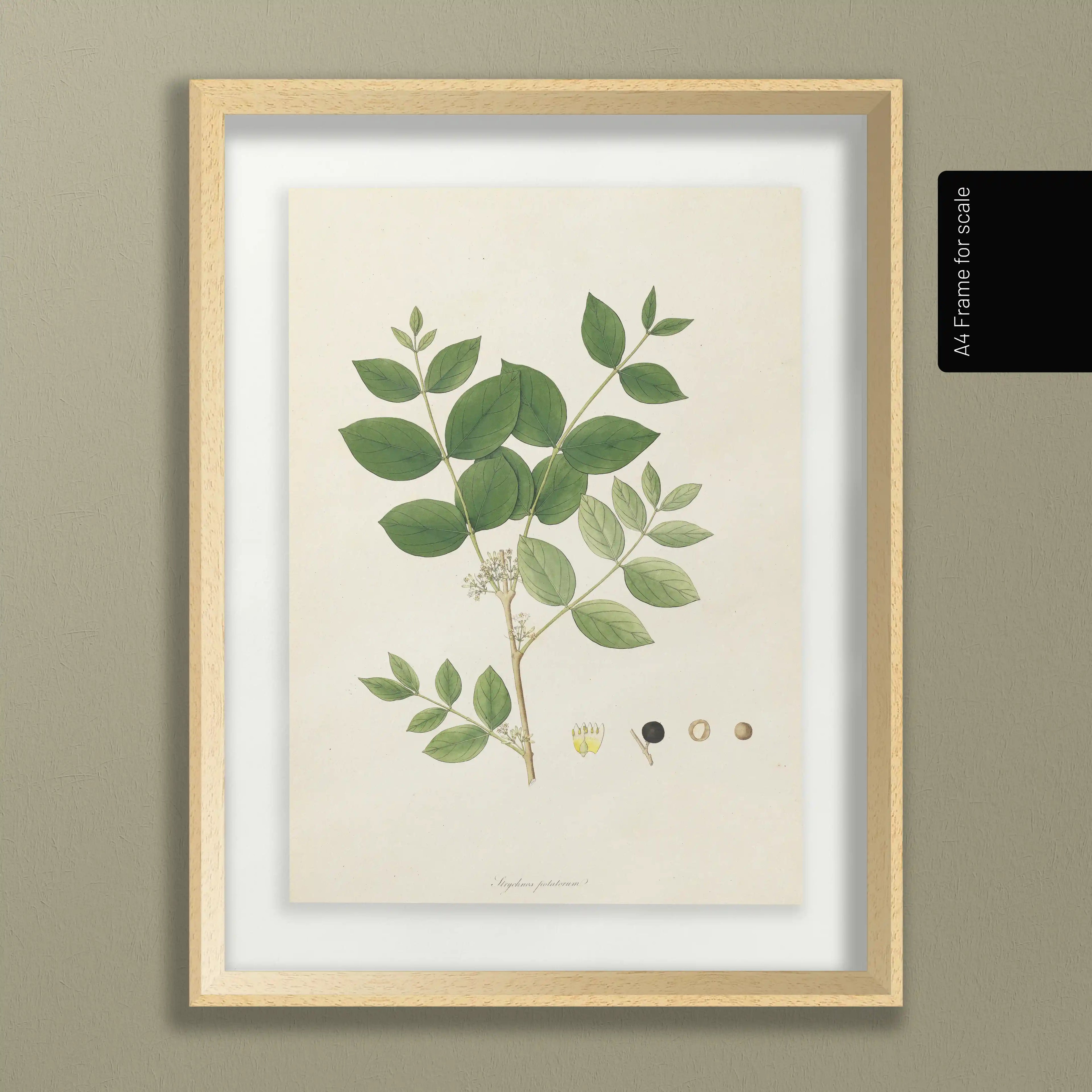Plant Studies: Plate No. 23