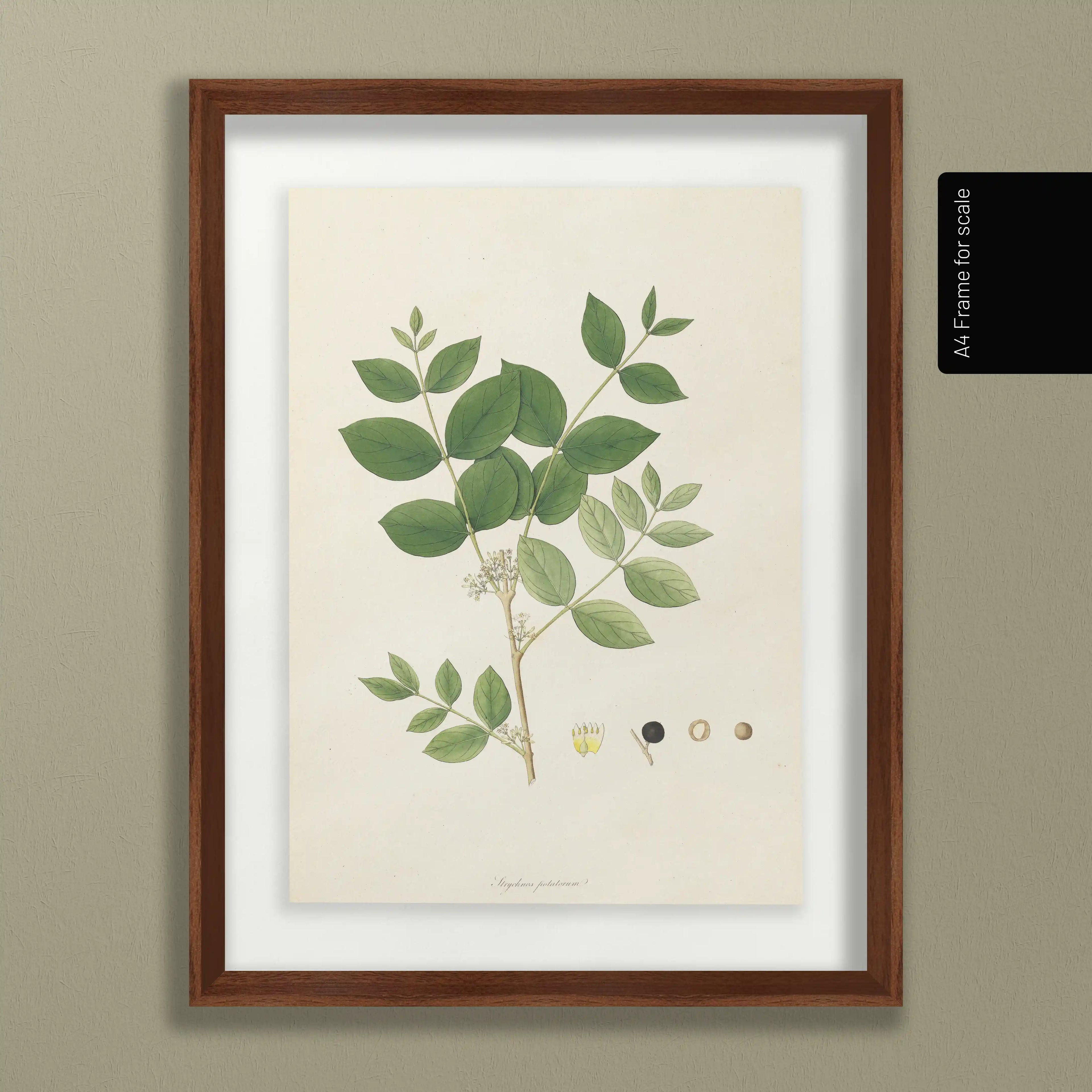 Plant Studies: Plate No. 23