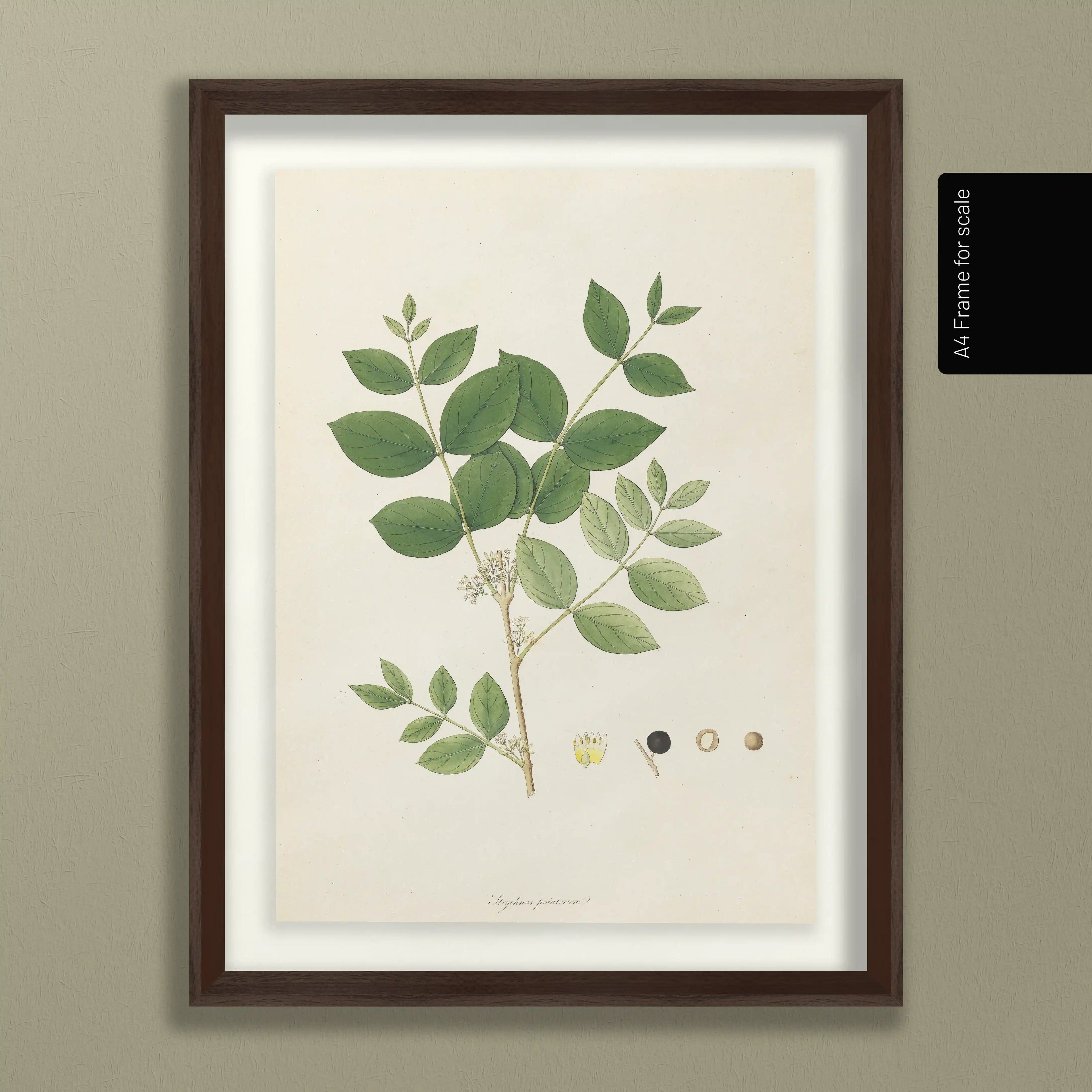 Plant Studies: Plate No. 23
