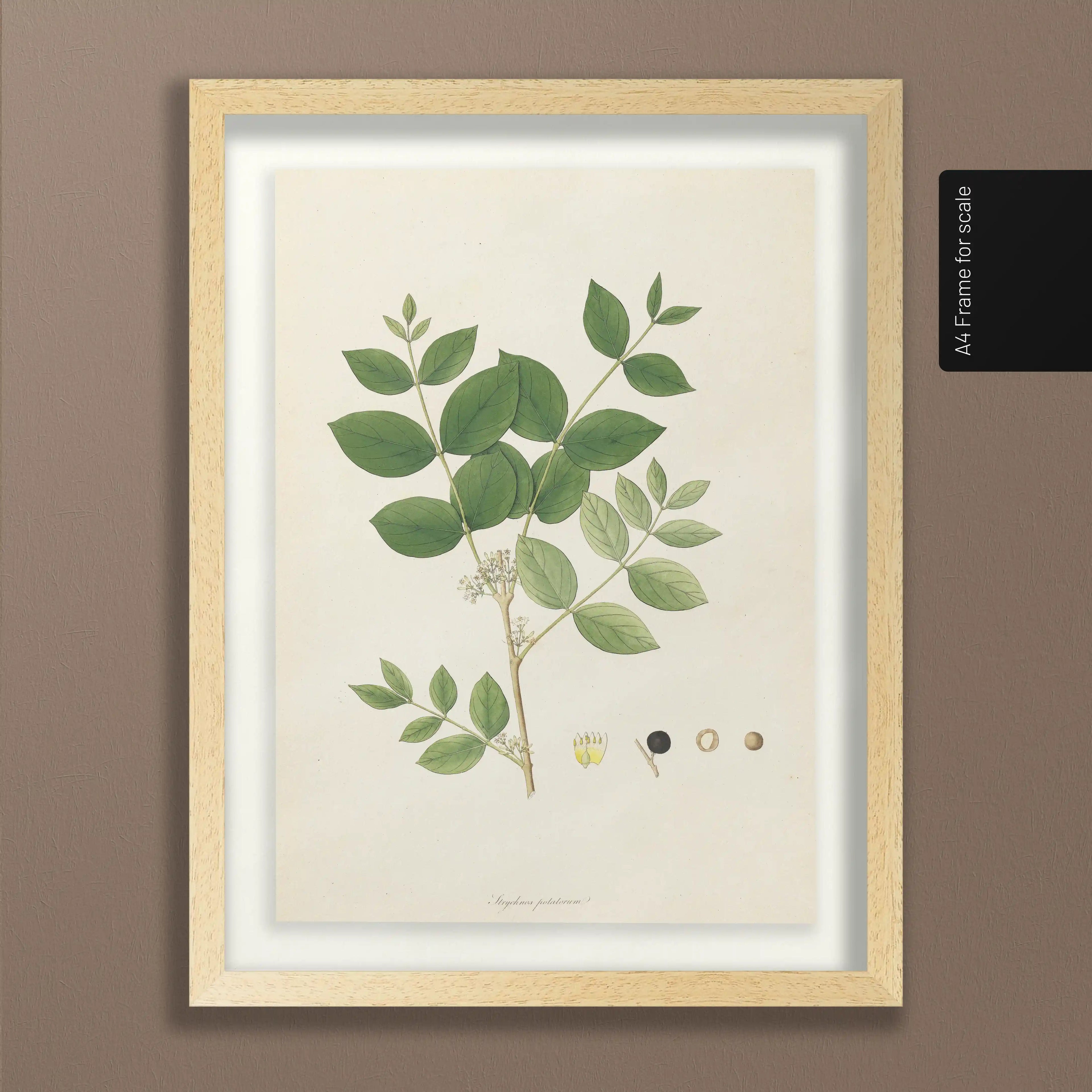 Plant Studies: Plate No. 23