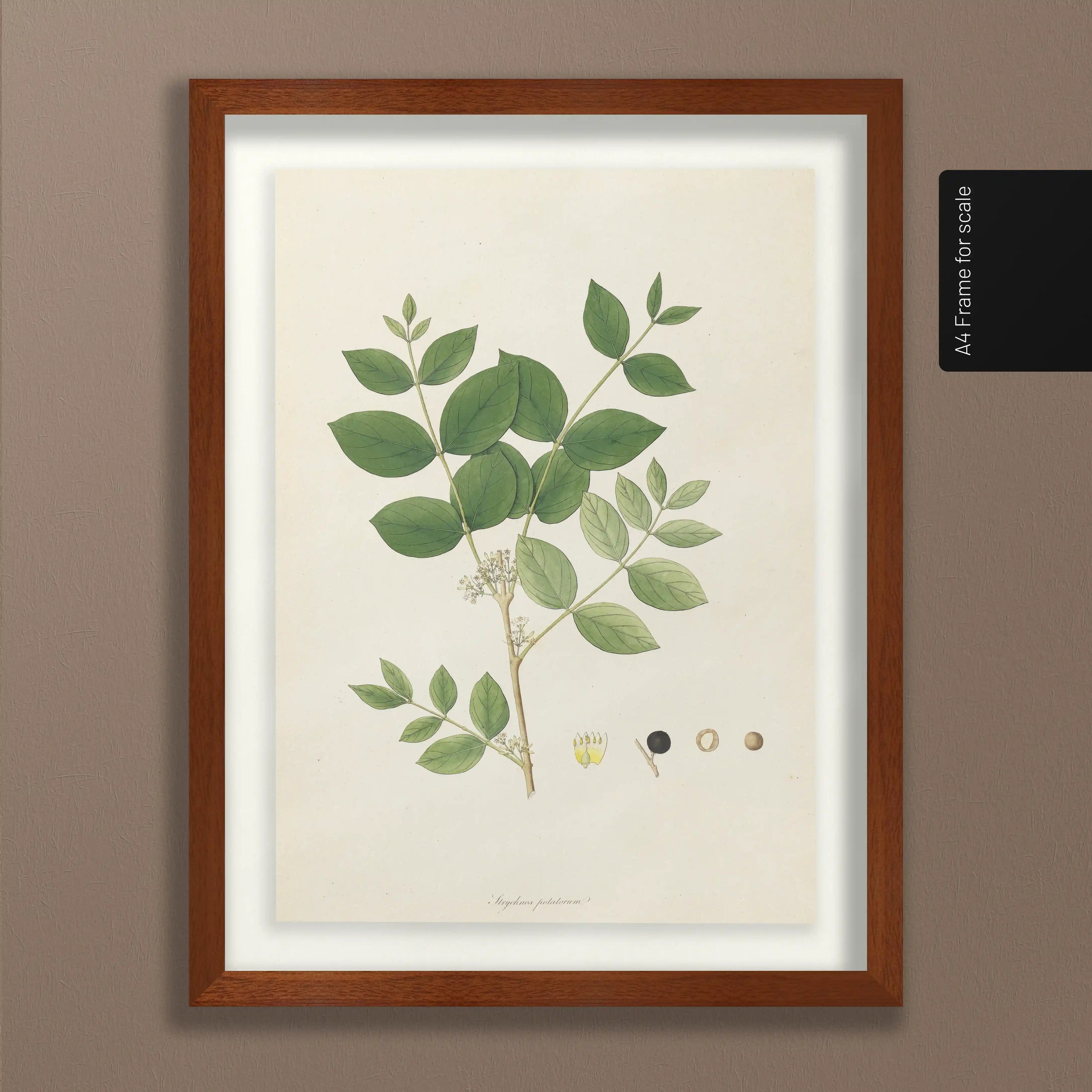 Plant Studies: Plate No. 23