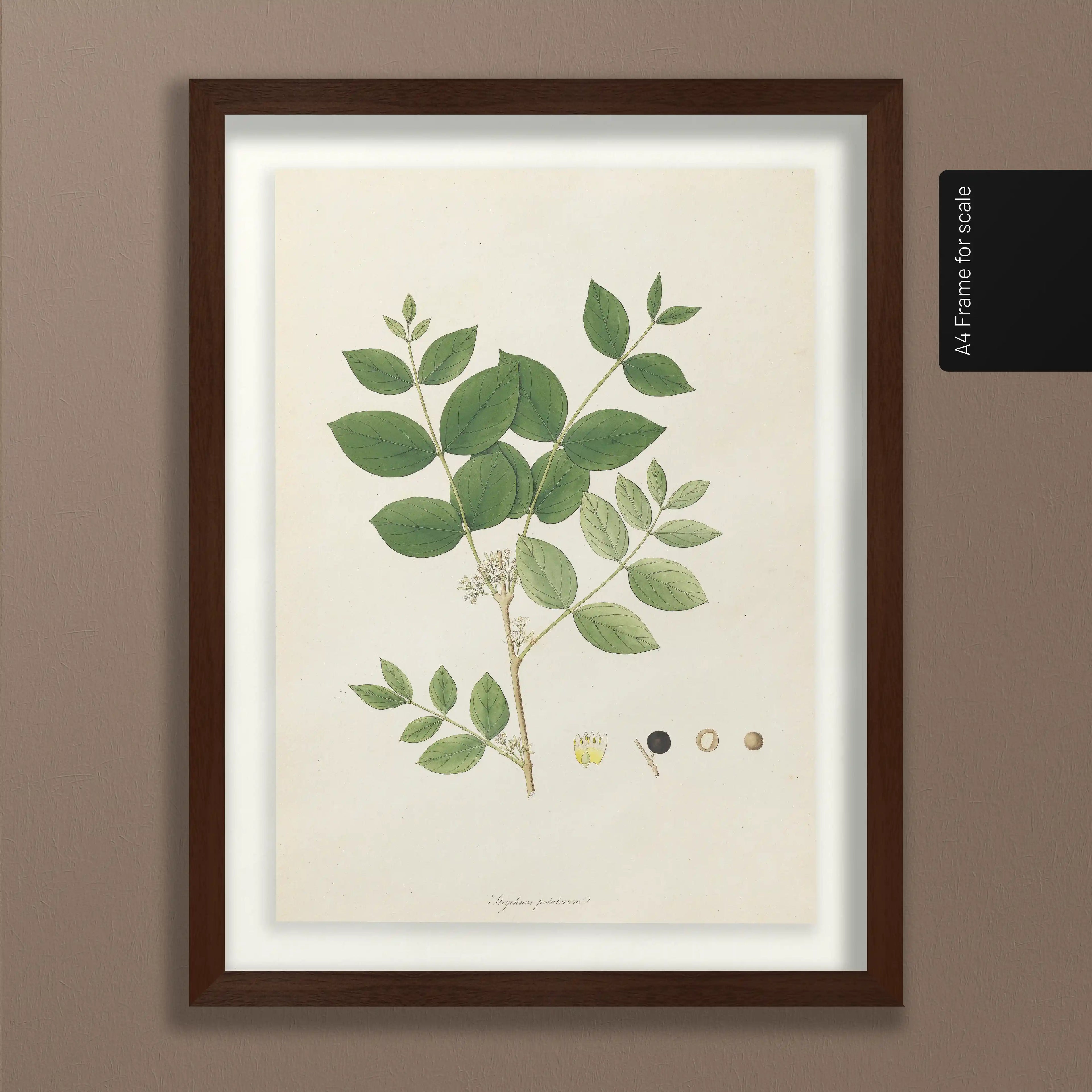 Plant Studies: Plate No. 23