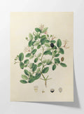 Plant Studies: Plate No. 24