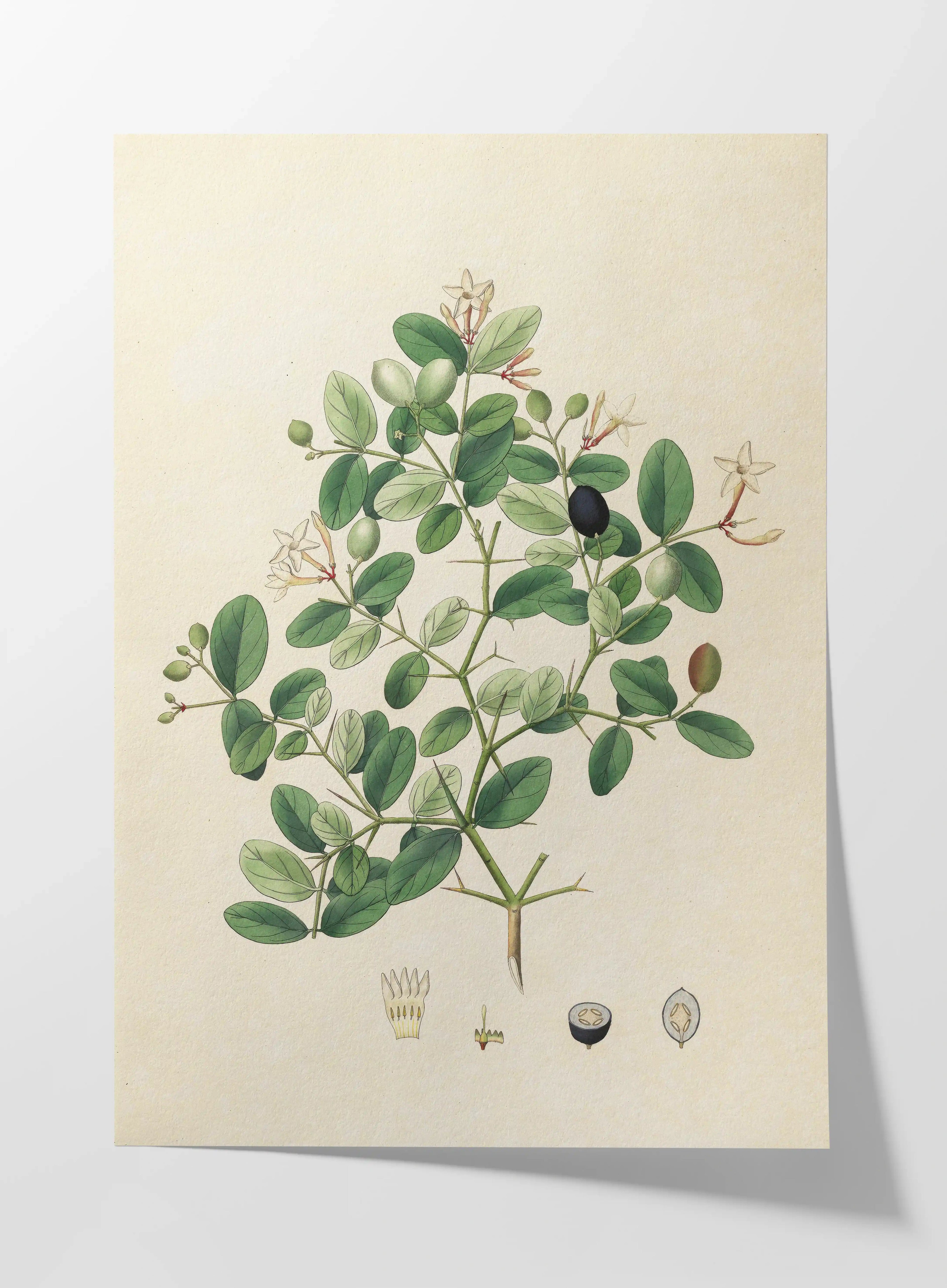 Plant Studies: Plate No. 24