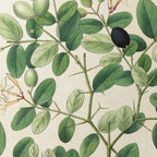 Plant Studies: Plate No. 24