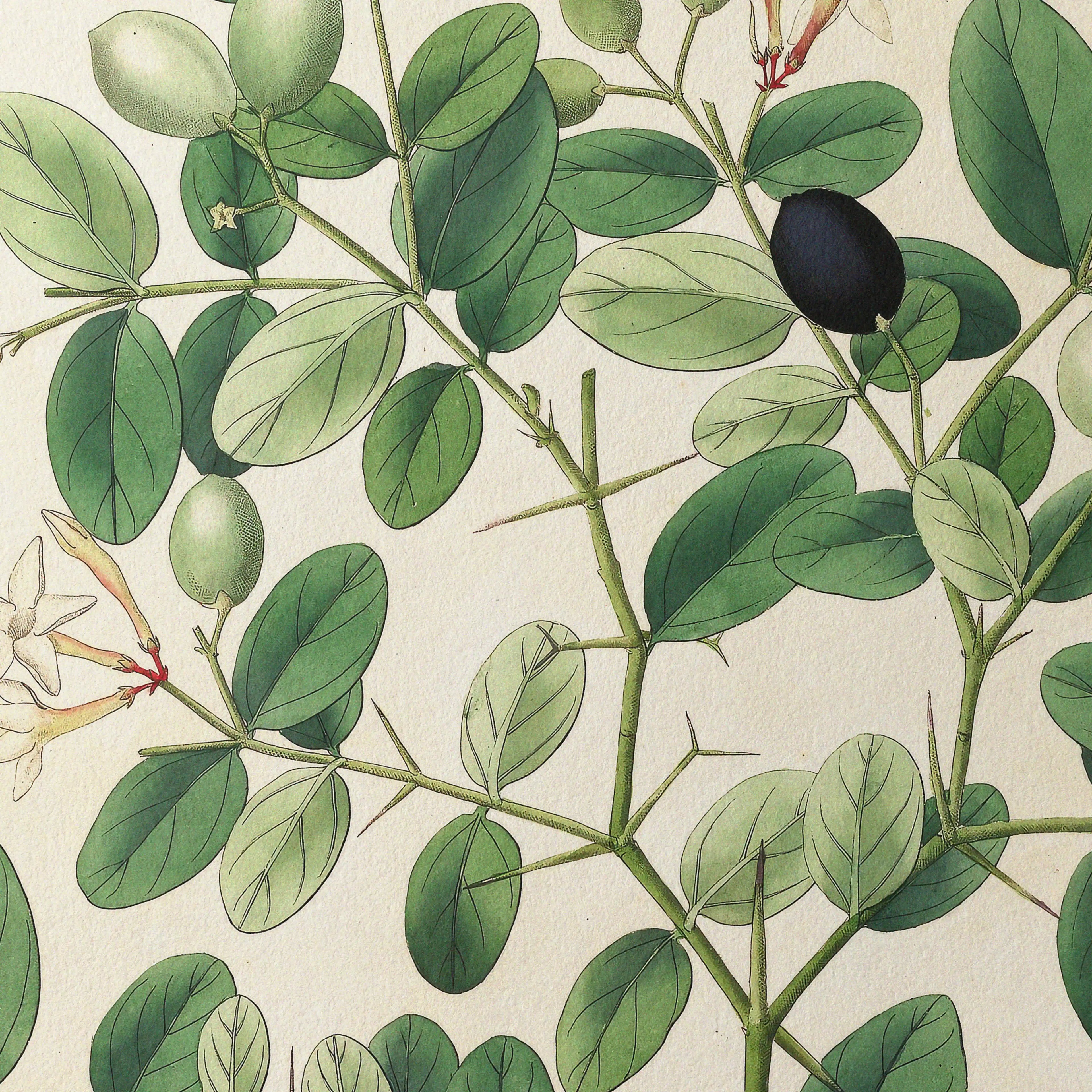 Plant Studies: Plate No. 24