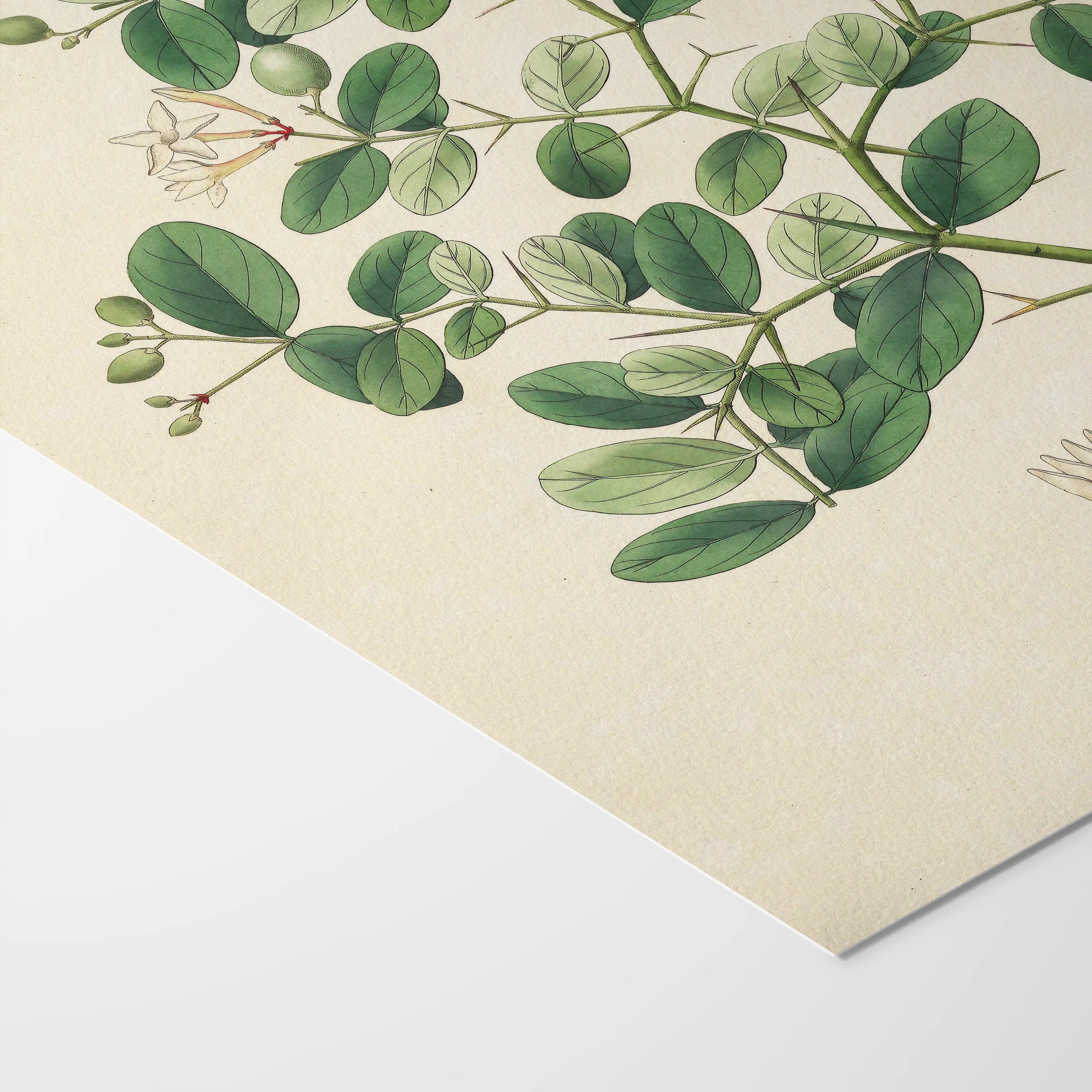 Plant Studies: Plate No. 24