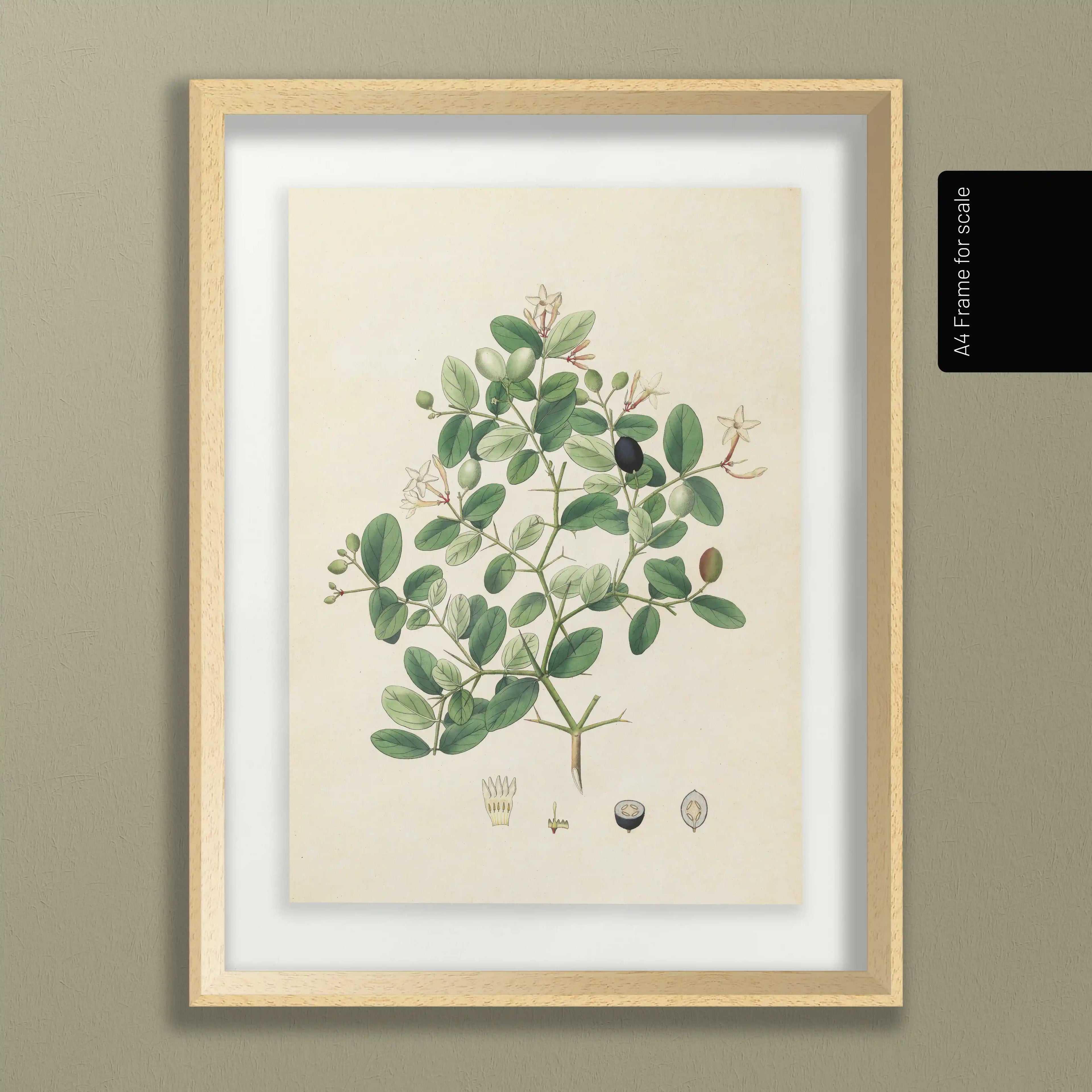 Plant Studies: Plate No. 24