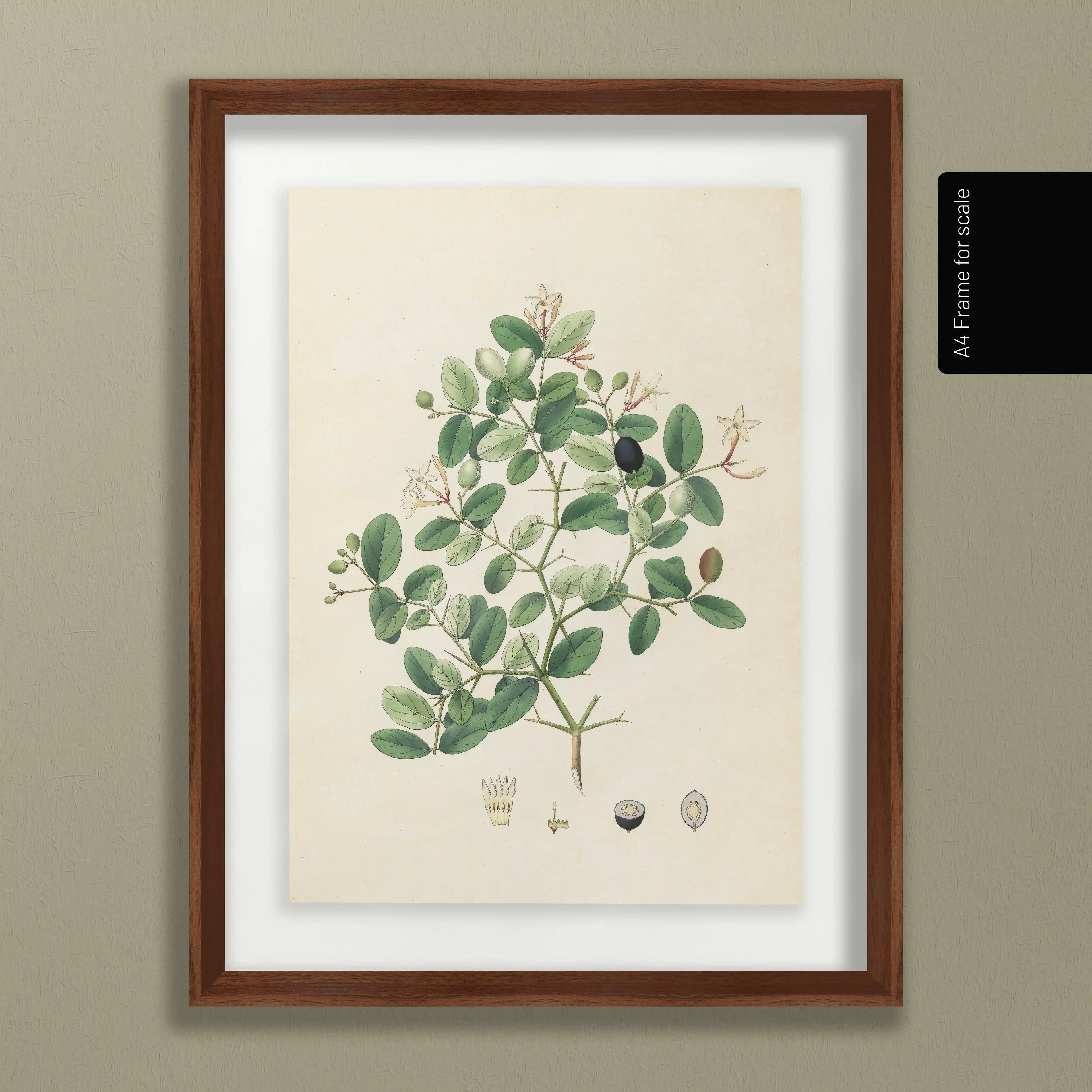 Plant Studies: Plate No. 24