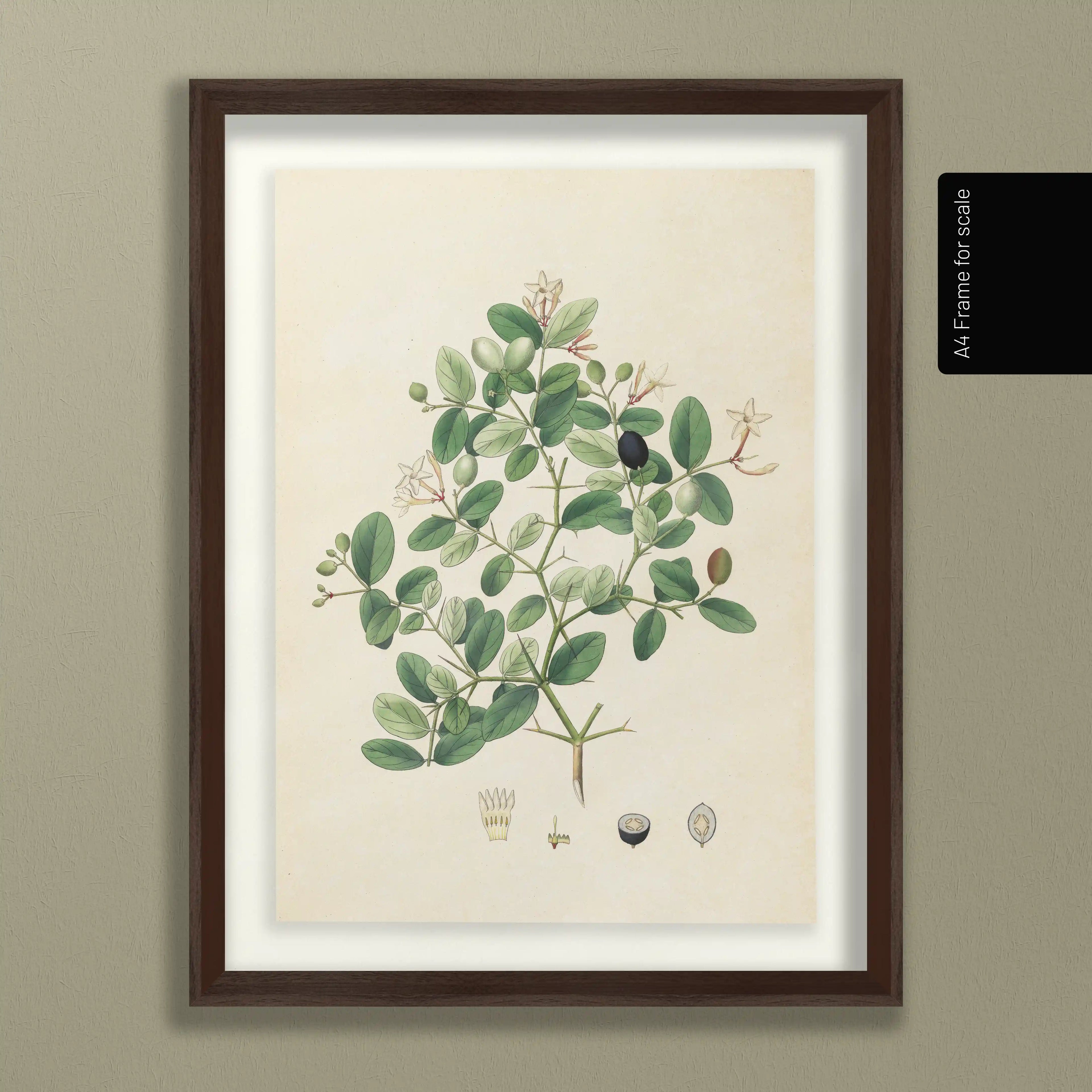 Plant Studies: Plate No. 24