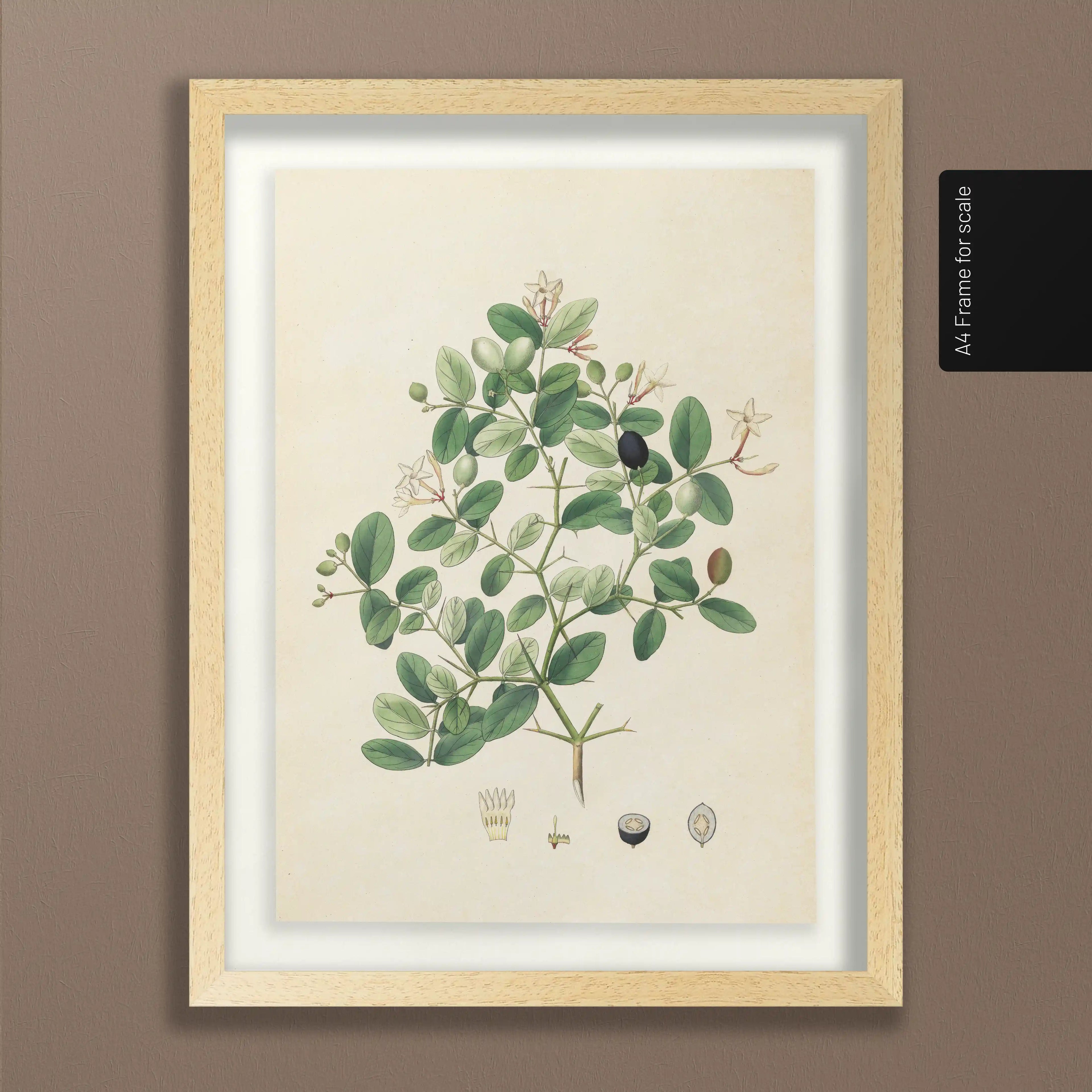 Plant Studies: Plate No. 24