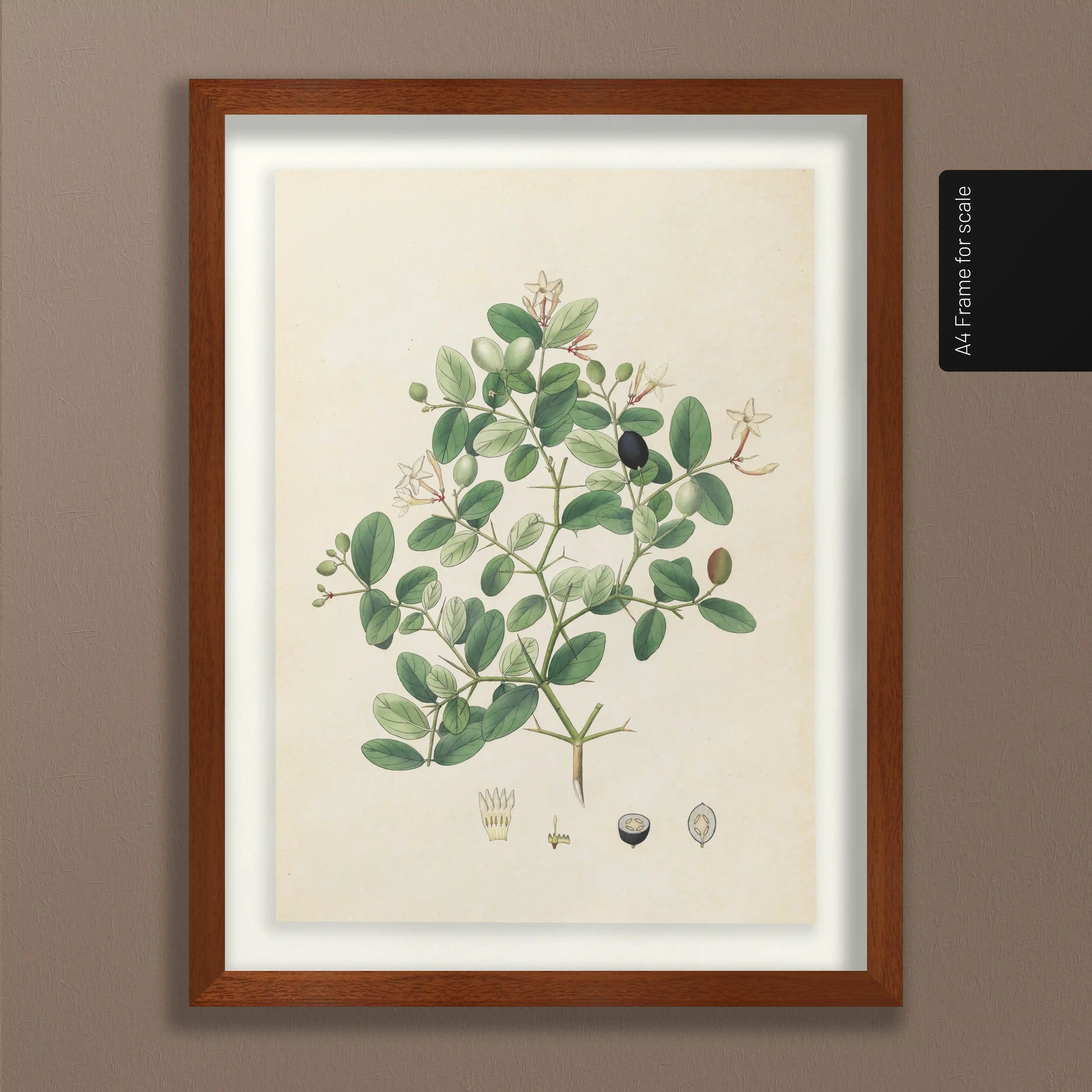 Plant Studies: Plate No. 24