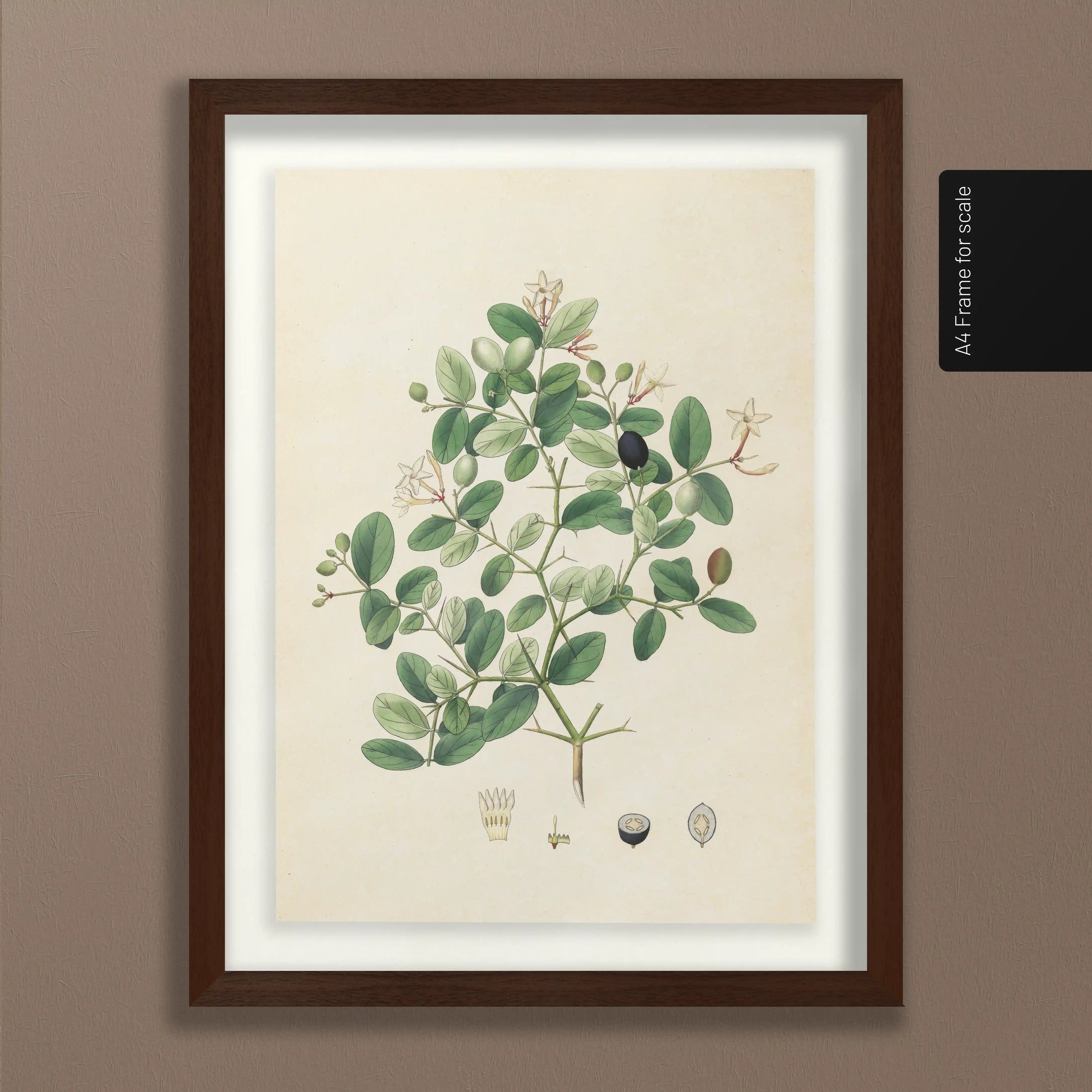 Plant Studies: Plate No. 24