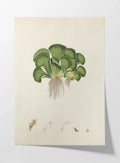 Plant Studies: Plate No. 25
