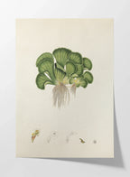 Plant Studies: Plate No. 25