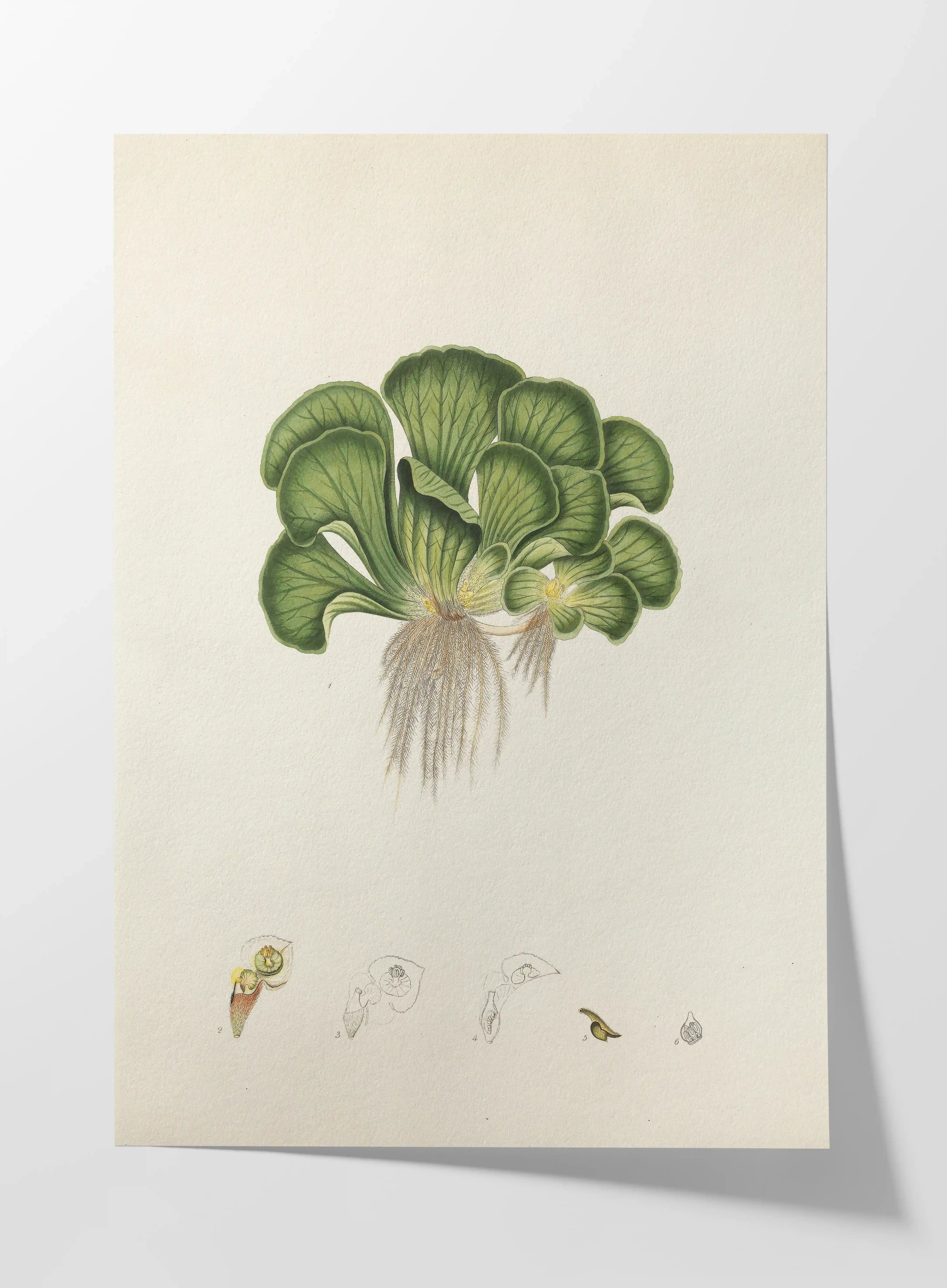 Plant Studies: Plate No. 25