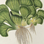 Plant Studies: Plate No. 25
