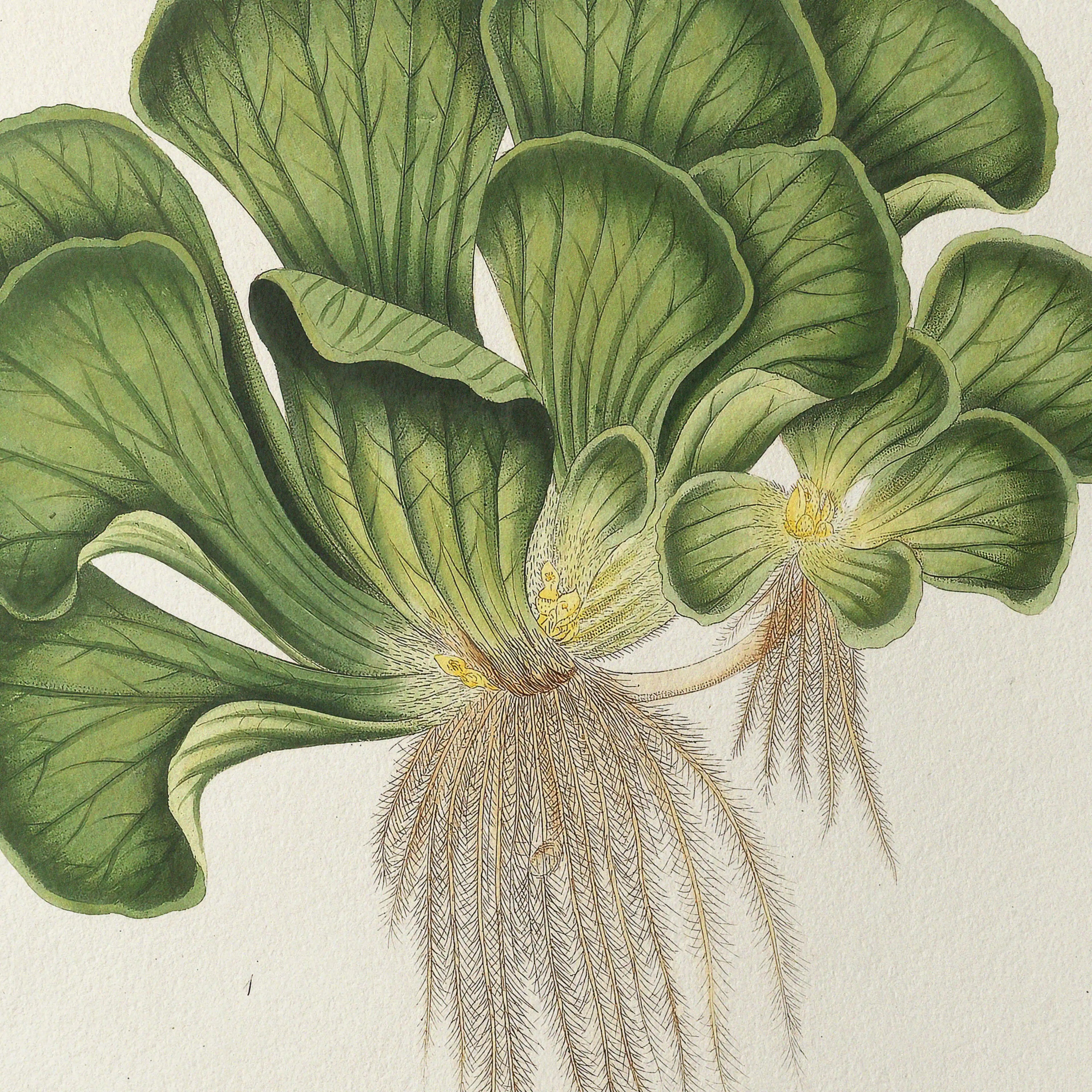 Plant Studies: Plate No. 25