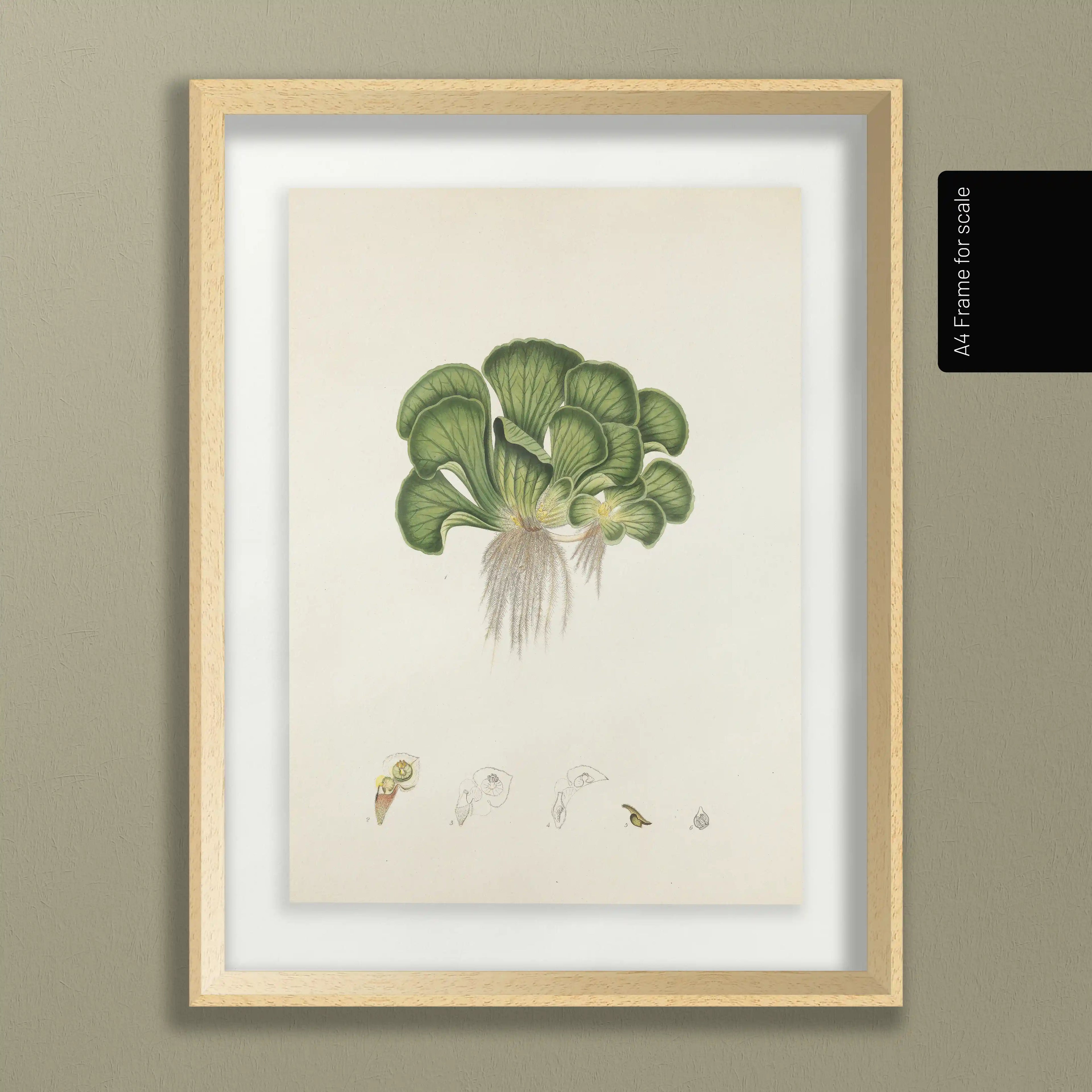 Plant Studies: Plate No. 25
