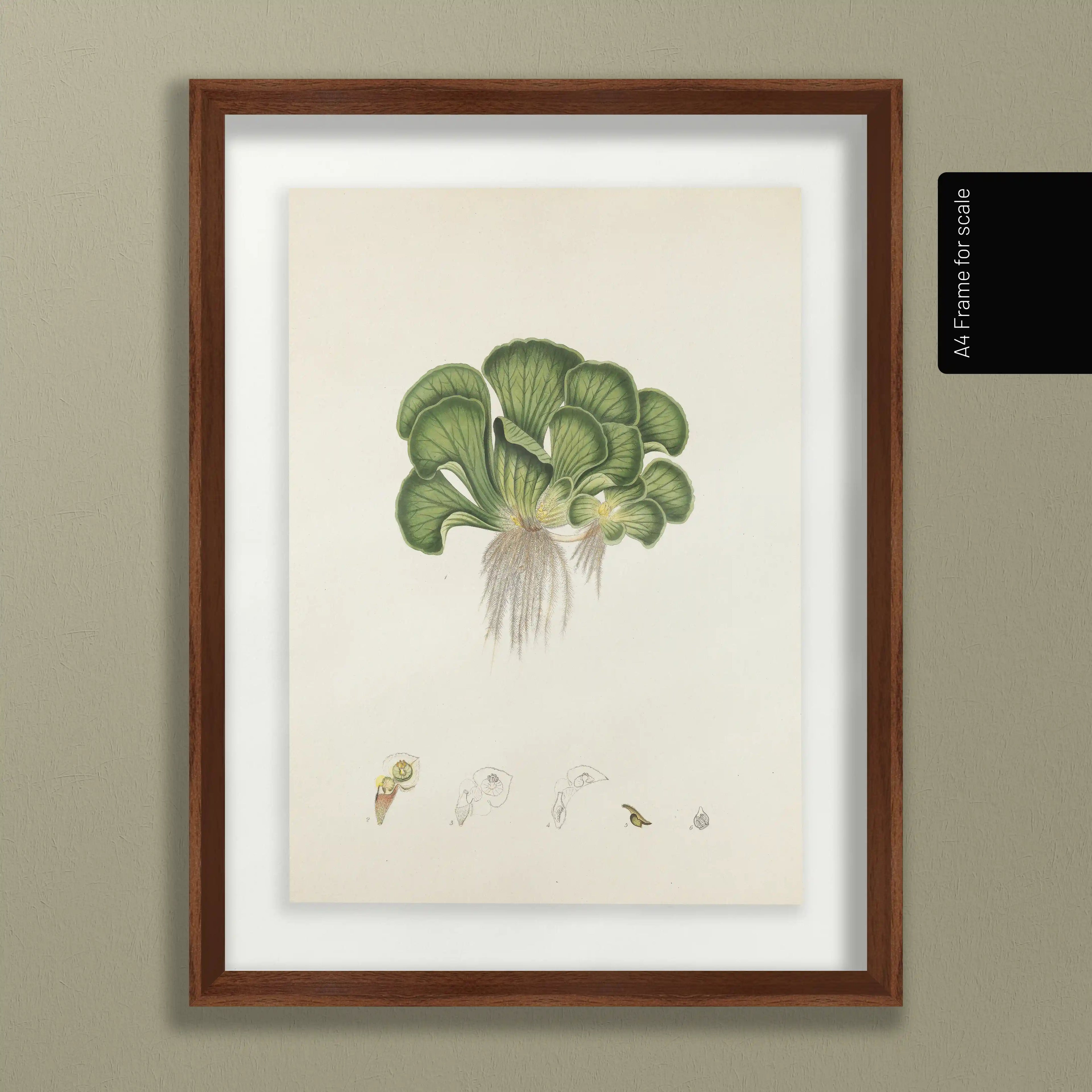 Plant Studies: Plate No. 25