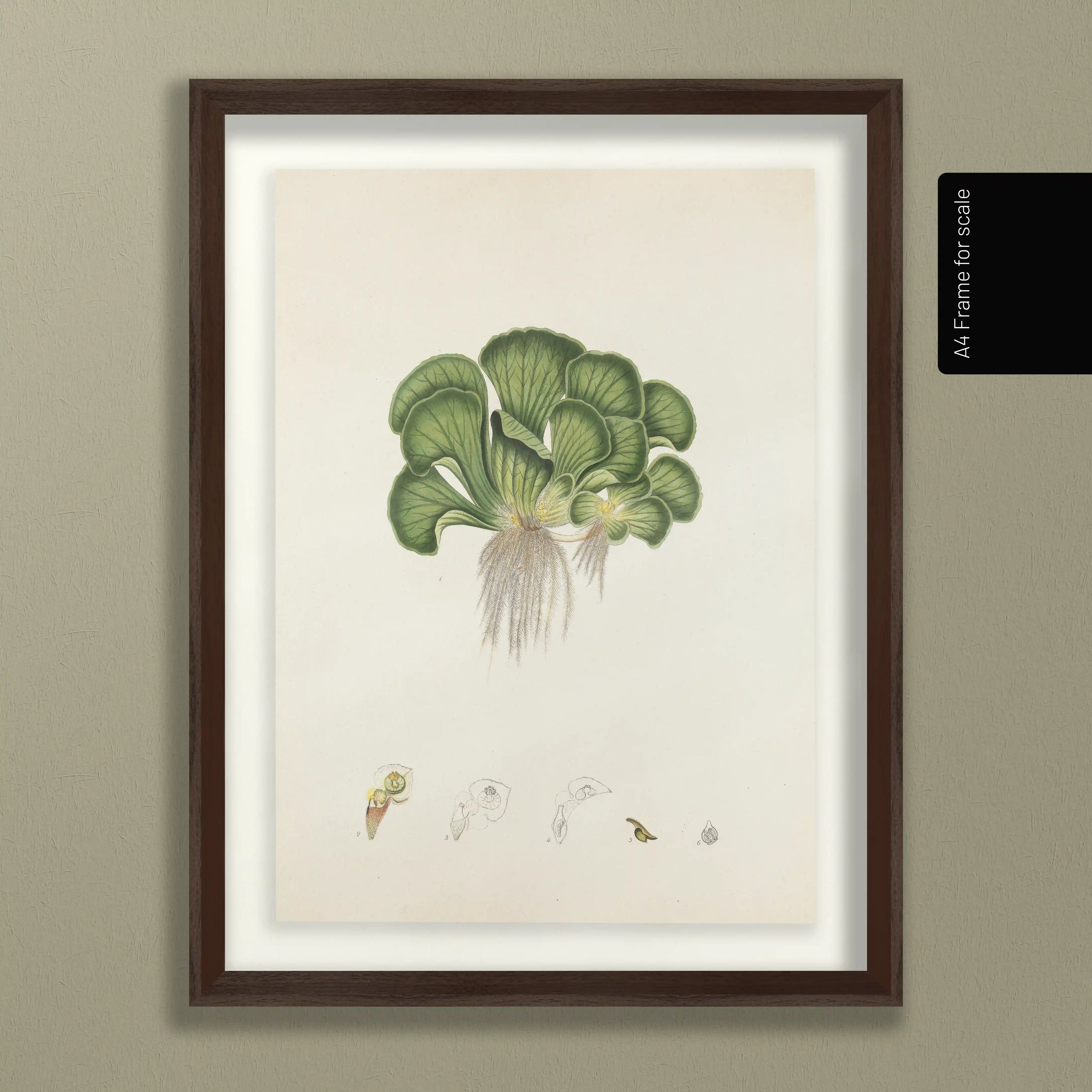 Plant Studies: Plate No. 25