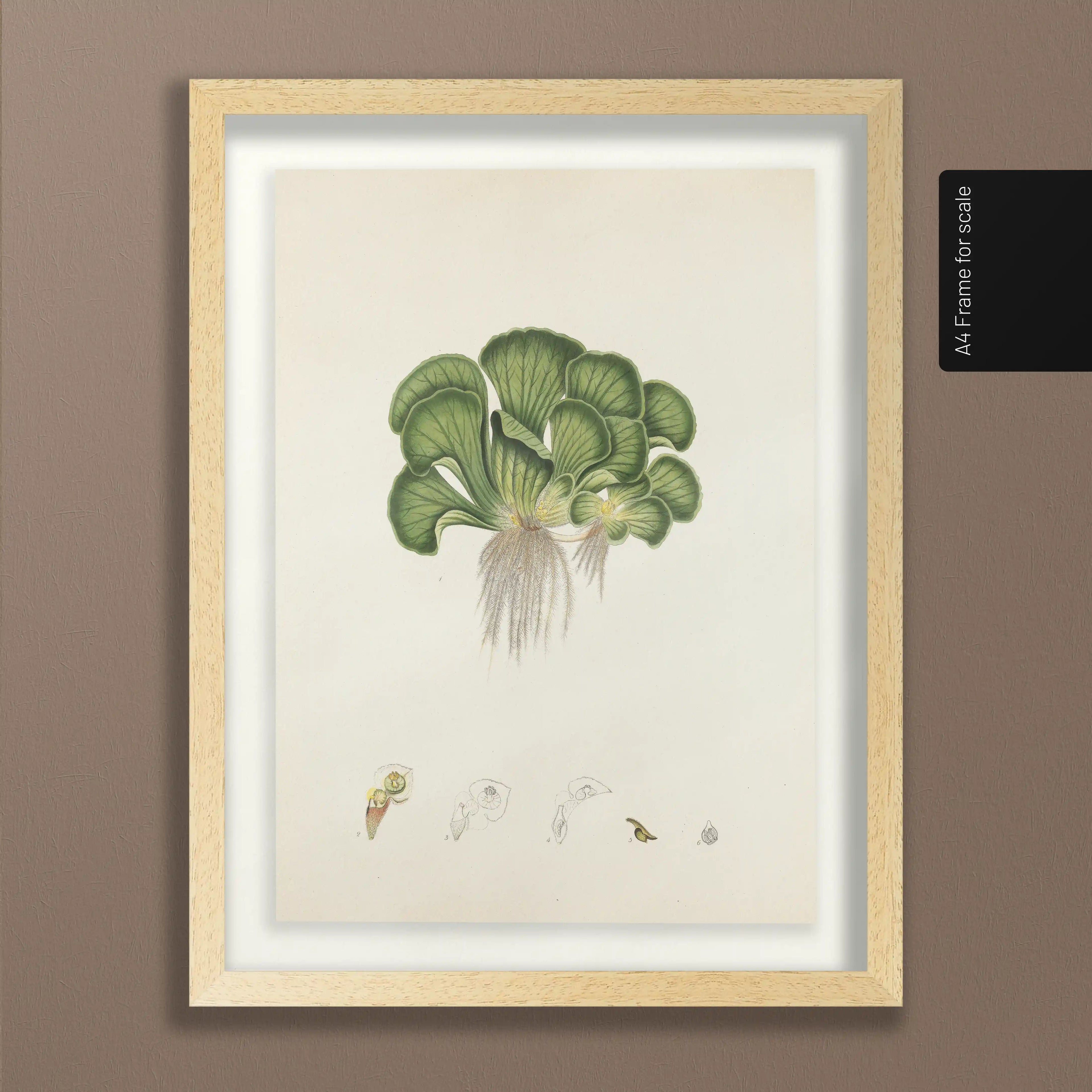 Plant Studies: Plate No. 25