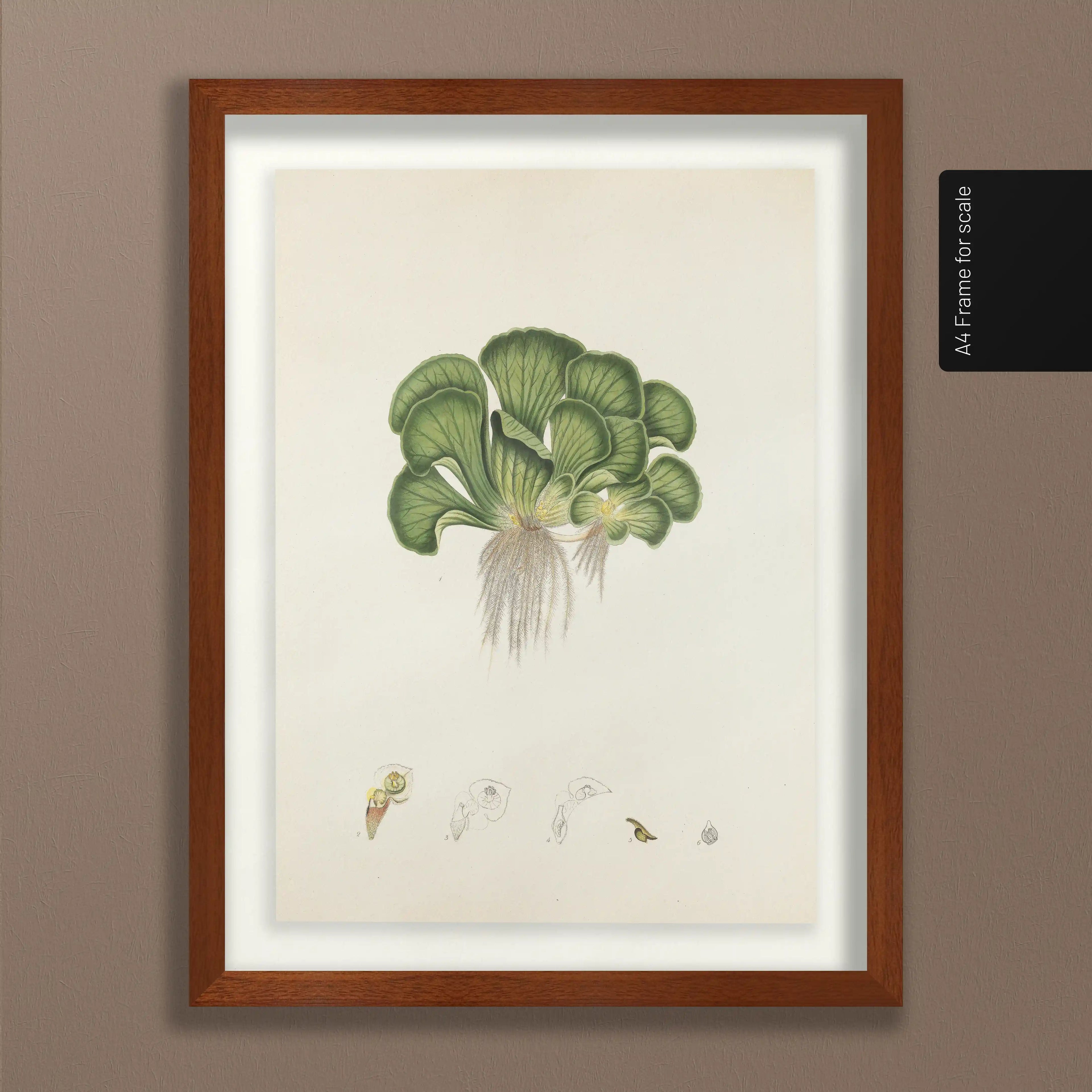 Plant Studies: Plate No. 25