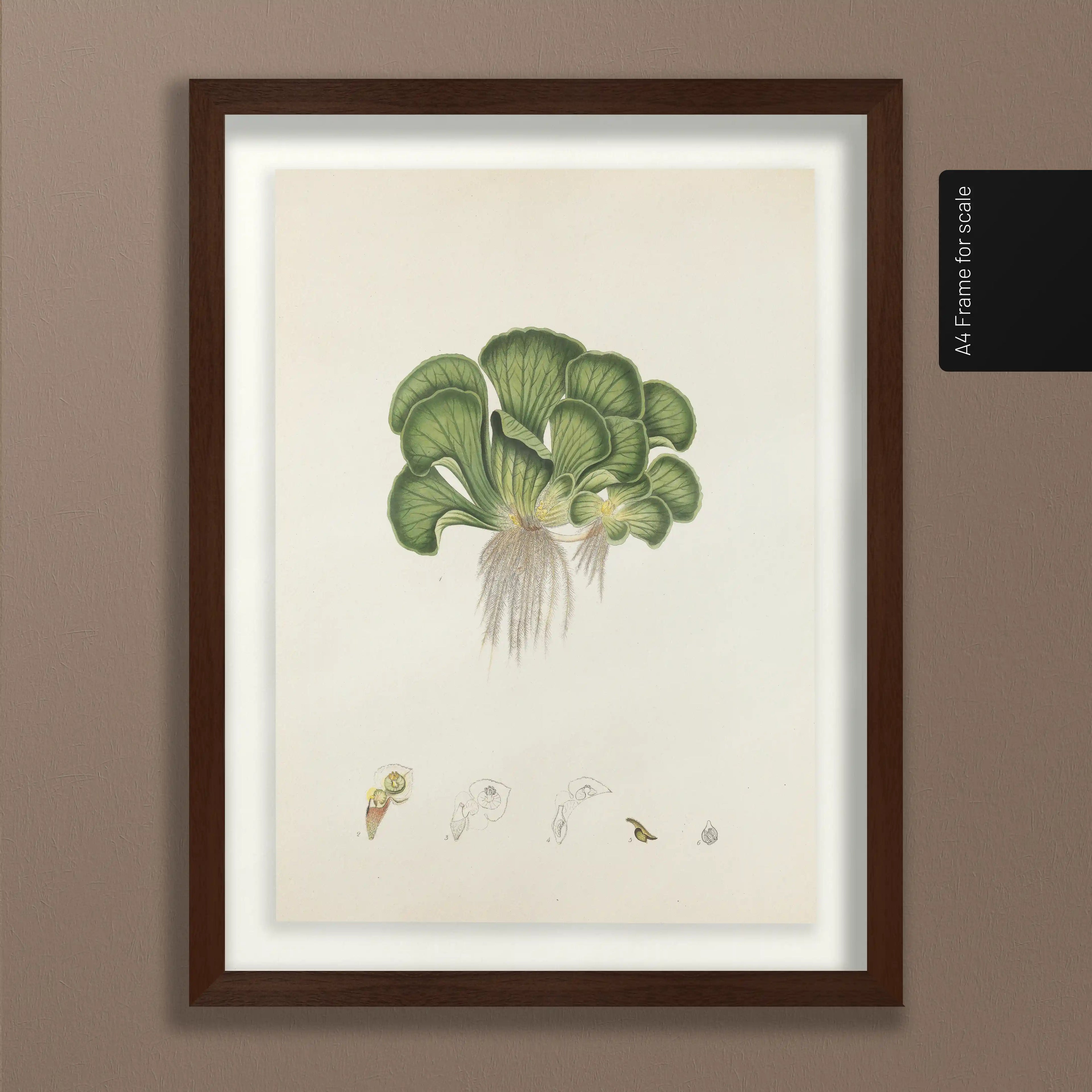 Plant Studies: Plate No. 25