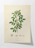 Plant Studies: Plate No. 26