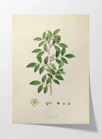 Plant Studies: Plate No. 26