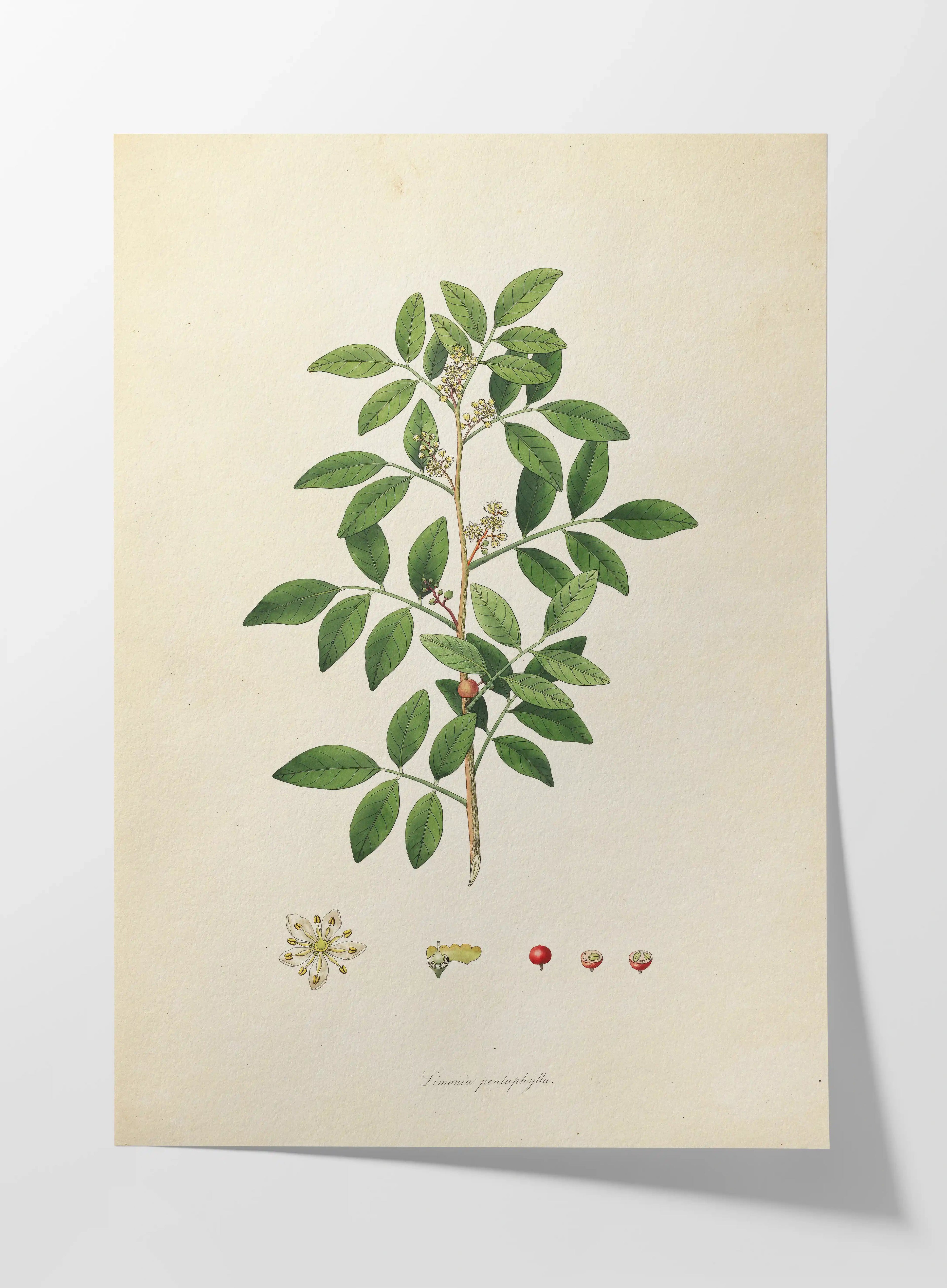 Plant Studies: Plate No. 26