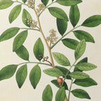 Plant Studies: Plate No. 26