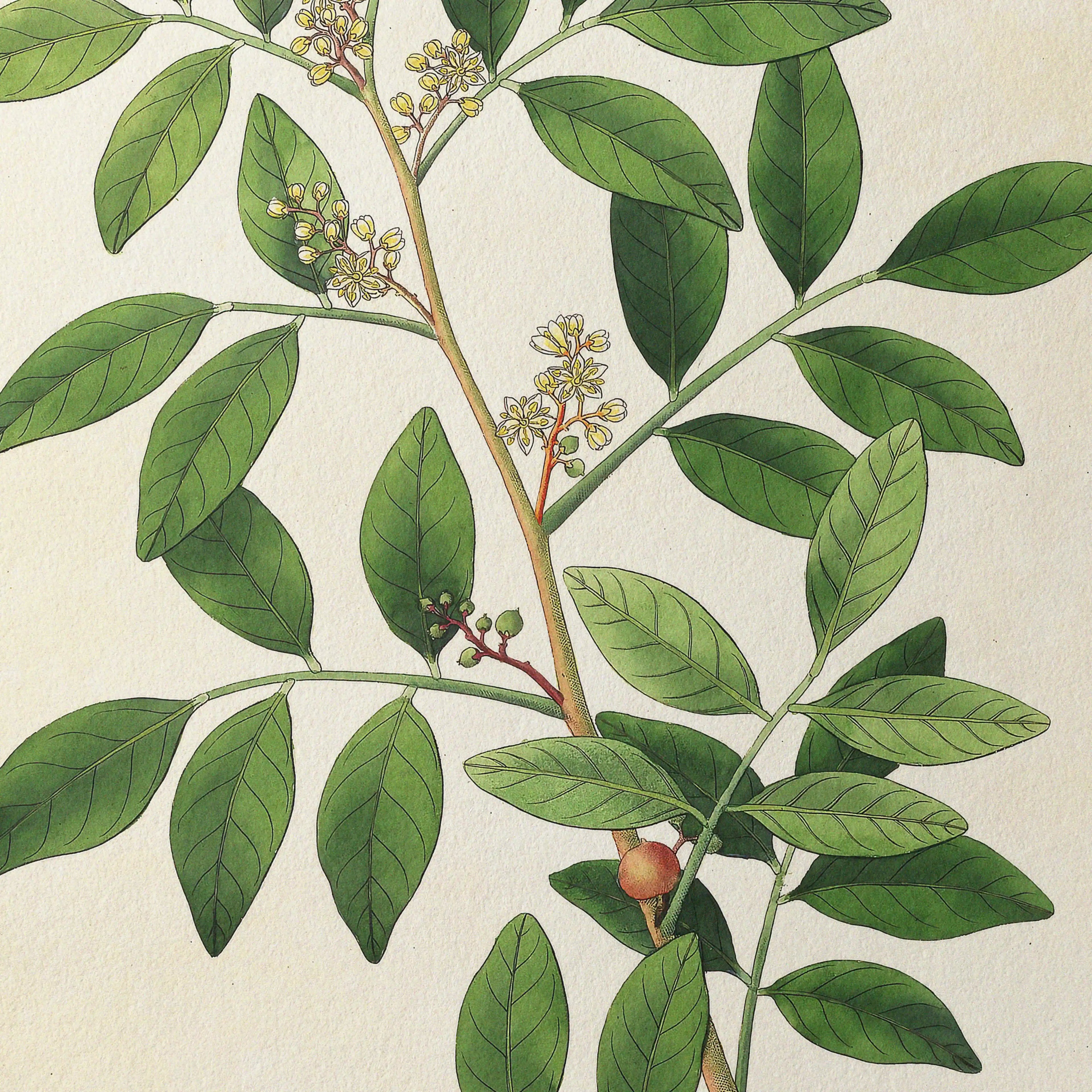 Plant Studies: Plate No. 26