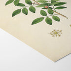 Plant Studies: Plate No. 26