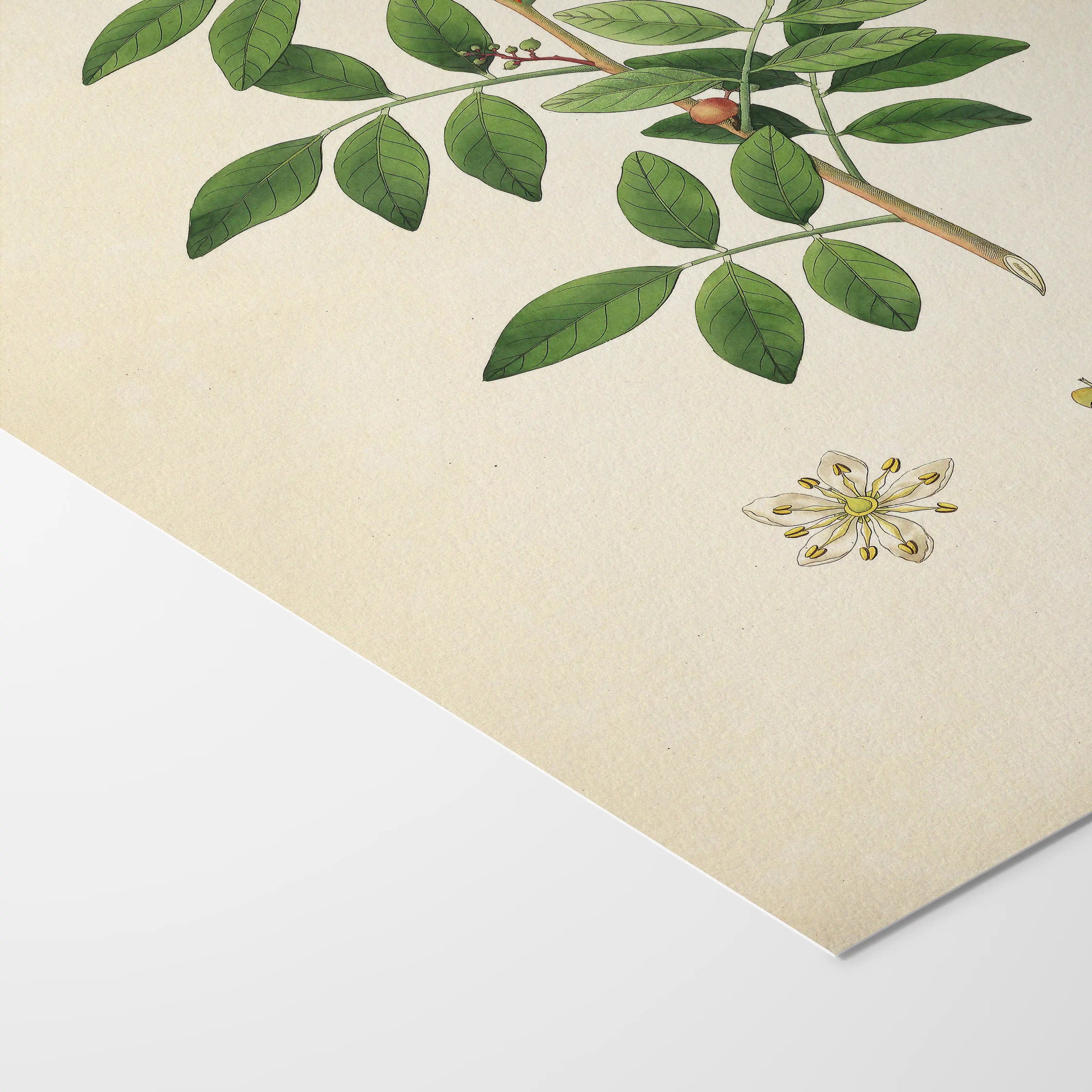 Plant Studies: Plate No. 26