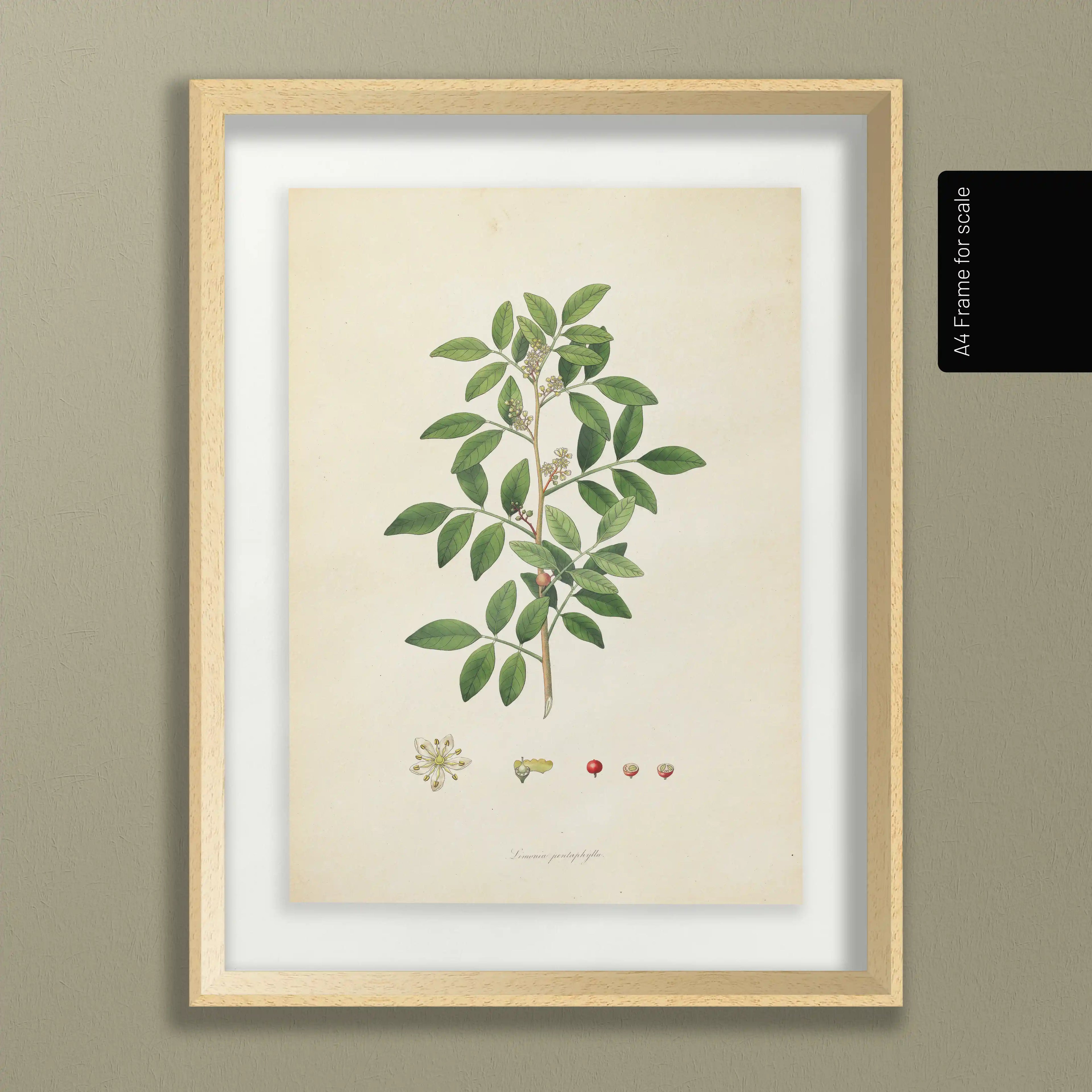 Plant Studies: Plate No. 26